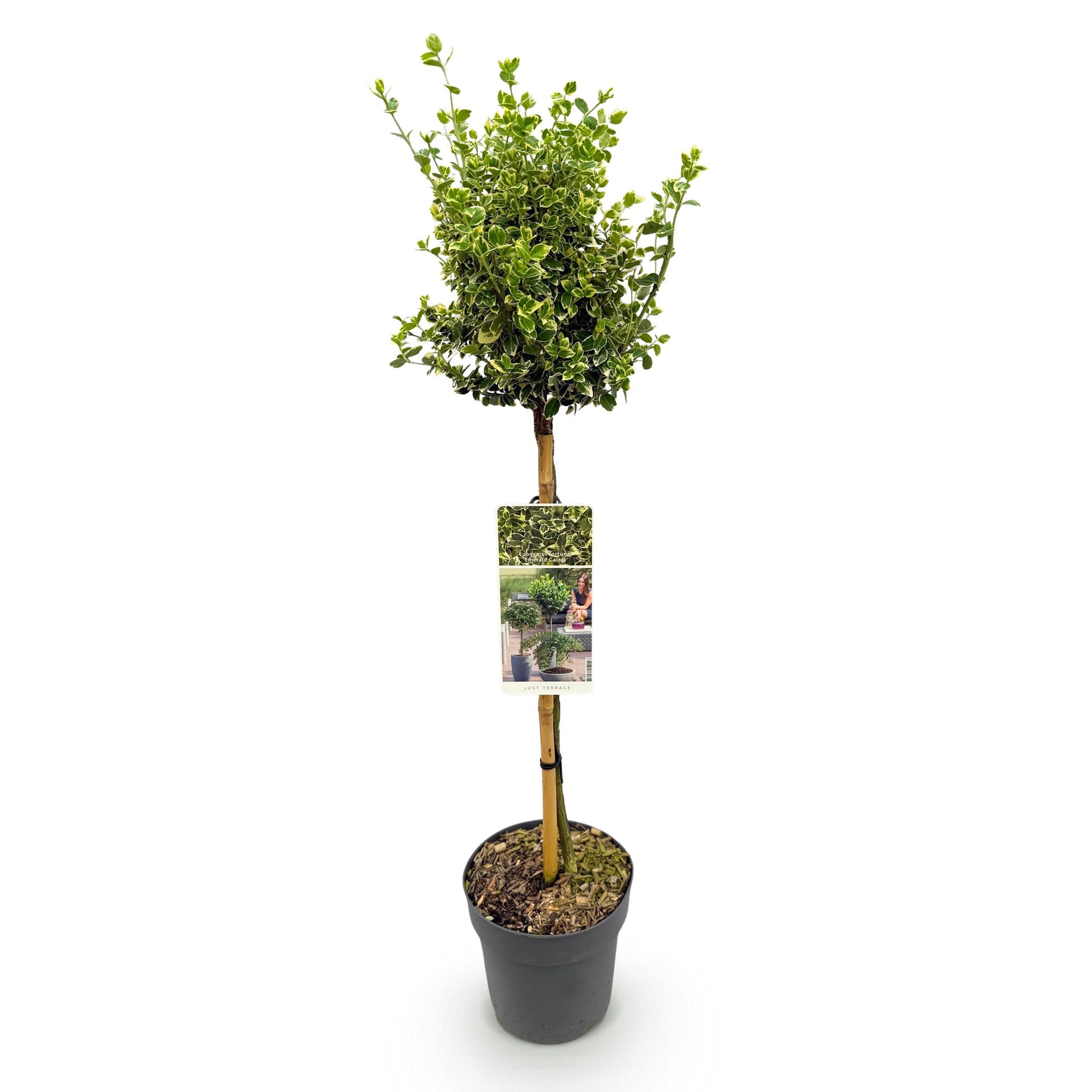 Greenboutiq - Stamm-Pflanze - Euonymus Fortunei Emerald Gaiety -Terrassenpflanze - Immergrün - Winterhart - Grün-Graues Blatt - Topf 19Cm Höhe 90Cm