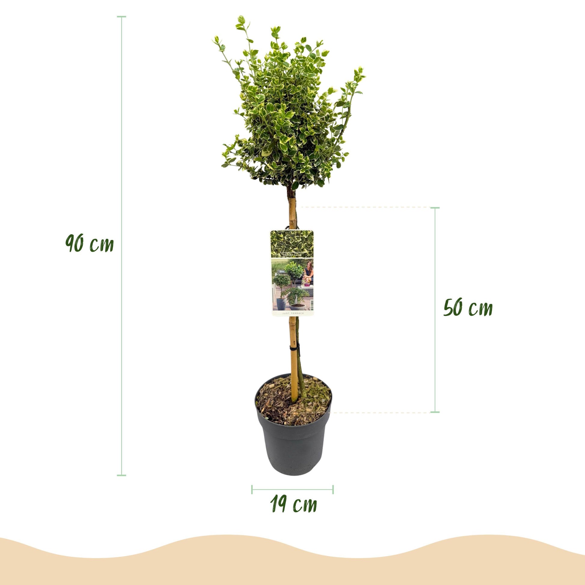 Greenboutiq - Stamm-Pflanze - Euonymus Fortunei Emerald Gaiety -Terrassenpflanze - Immergrün - Winterhart - Grün-Graues Blatt - Topf 19Cm Höhe 90Cm