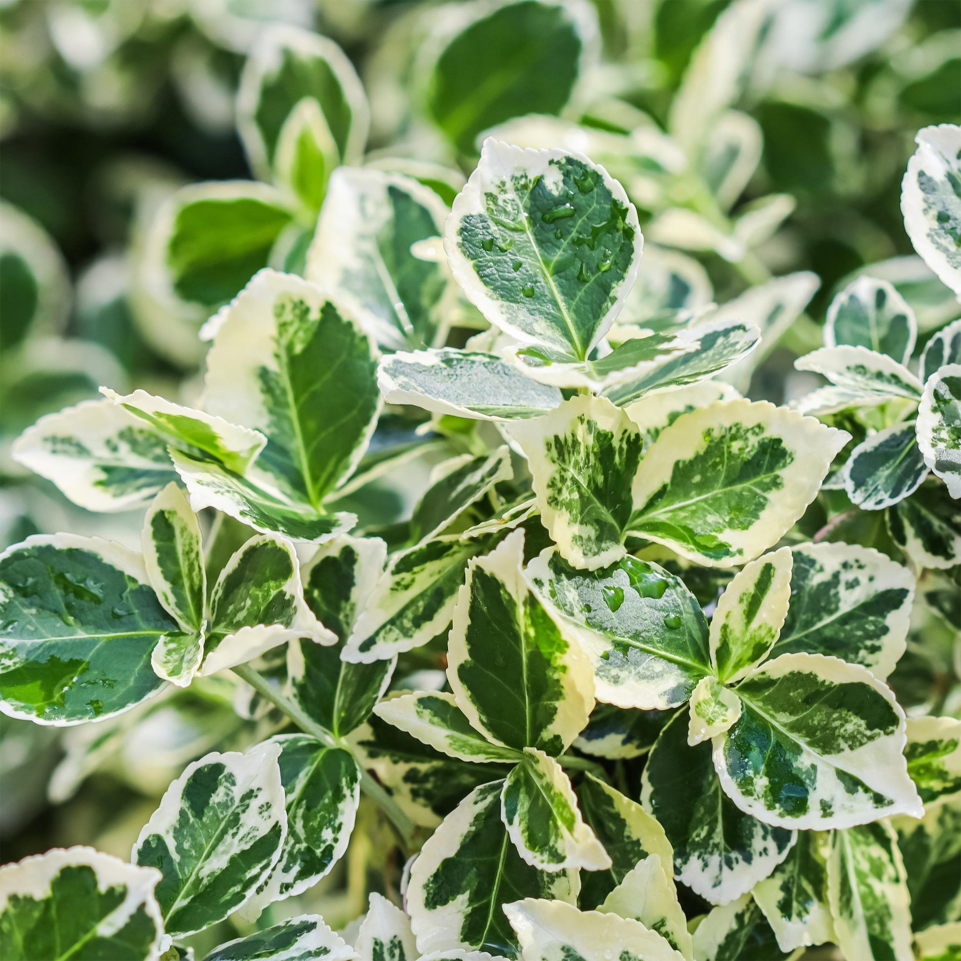 Greenboutiq - Stamm-Pflanze - Euonymus Fortunei Emerald Gaiety -Terrassenpflanze - Immergrün - Winterhart - Grün-Graues Blatt - Topf 19Cm Höhe 90Cm