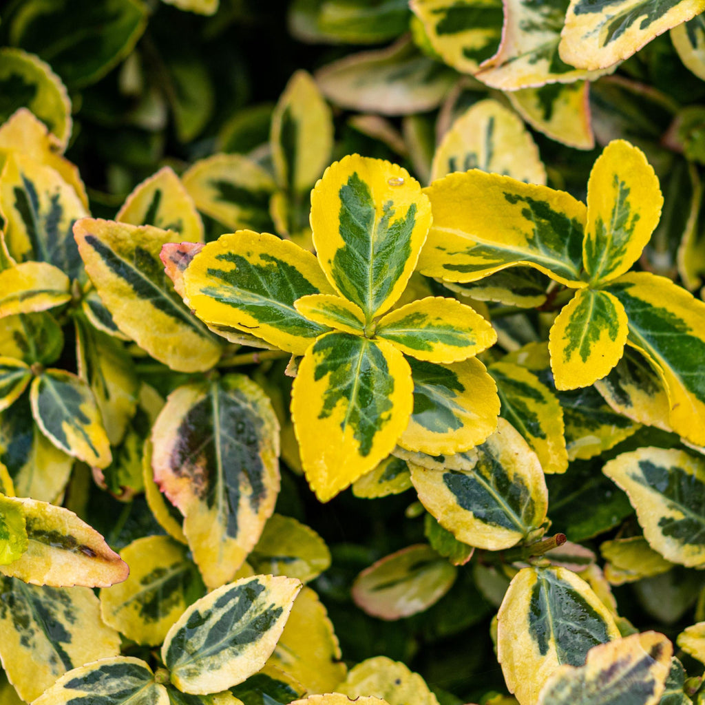 Greenboutiq - Stamm Pflanze - Euonymus Fortunei Emerald N Gold - Terrassen Pflanze - Immergrün - Winterhart - Grün-Gelbe Blätter - Topf 19Cm Höhe 90Cm