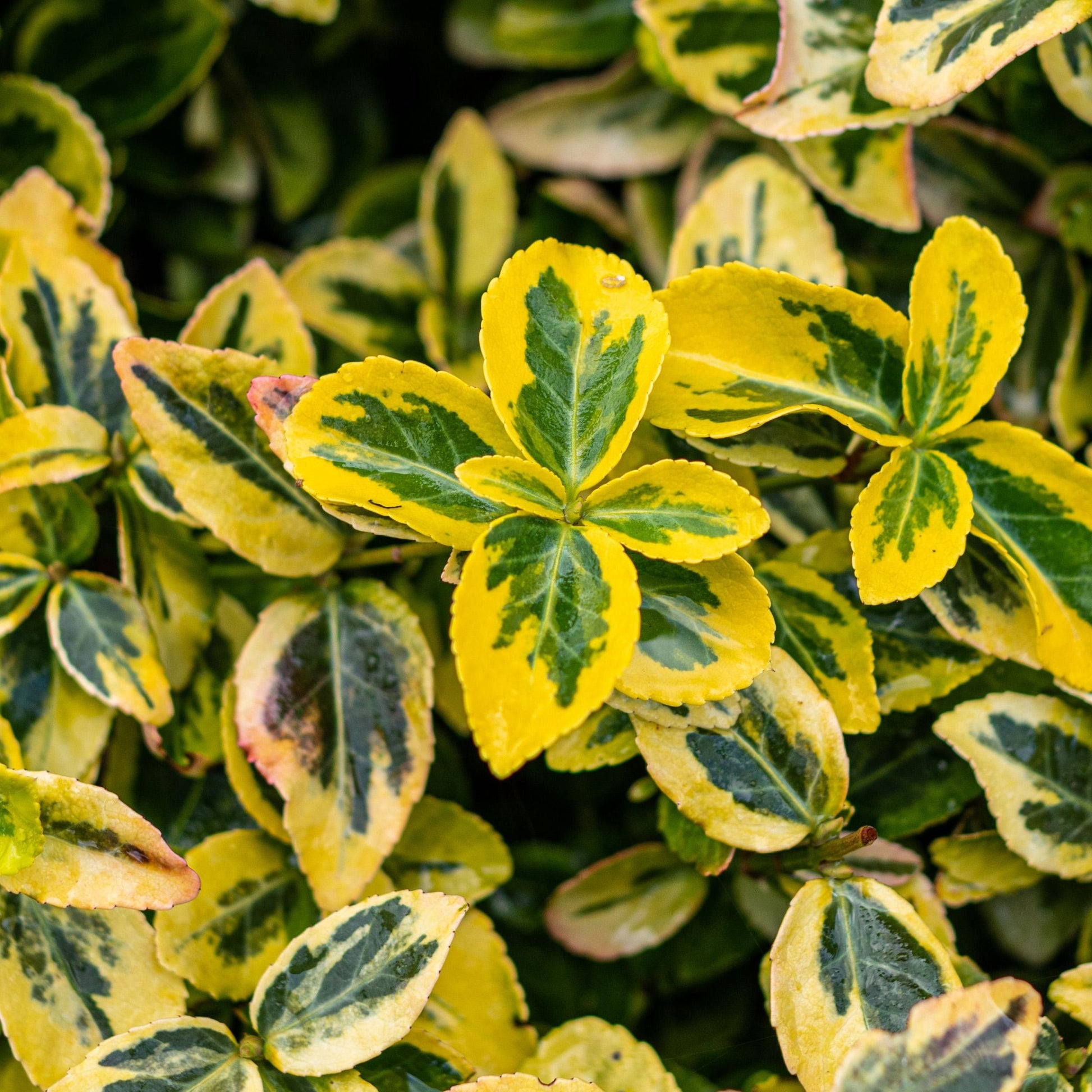Greenboutiq - Stamm Pflanze - Euonymus Fortunei Emerald N Gold - Terrassen Pflanze - Immergrün - Winterhart - Grün-Gelbe Blätter - Topf 19Cm Höhe 90Cm