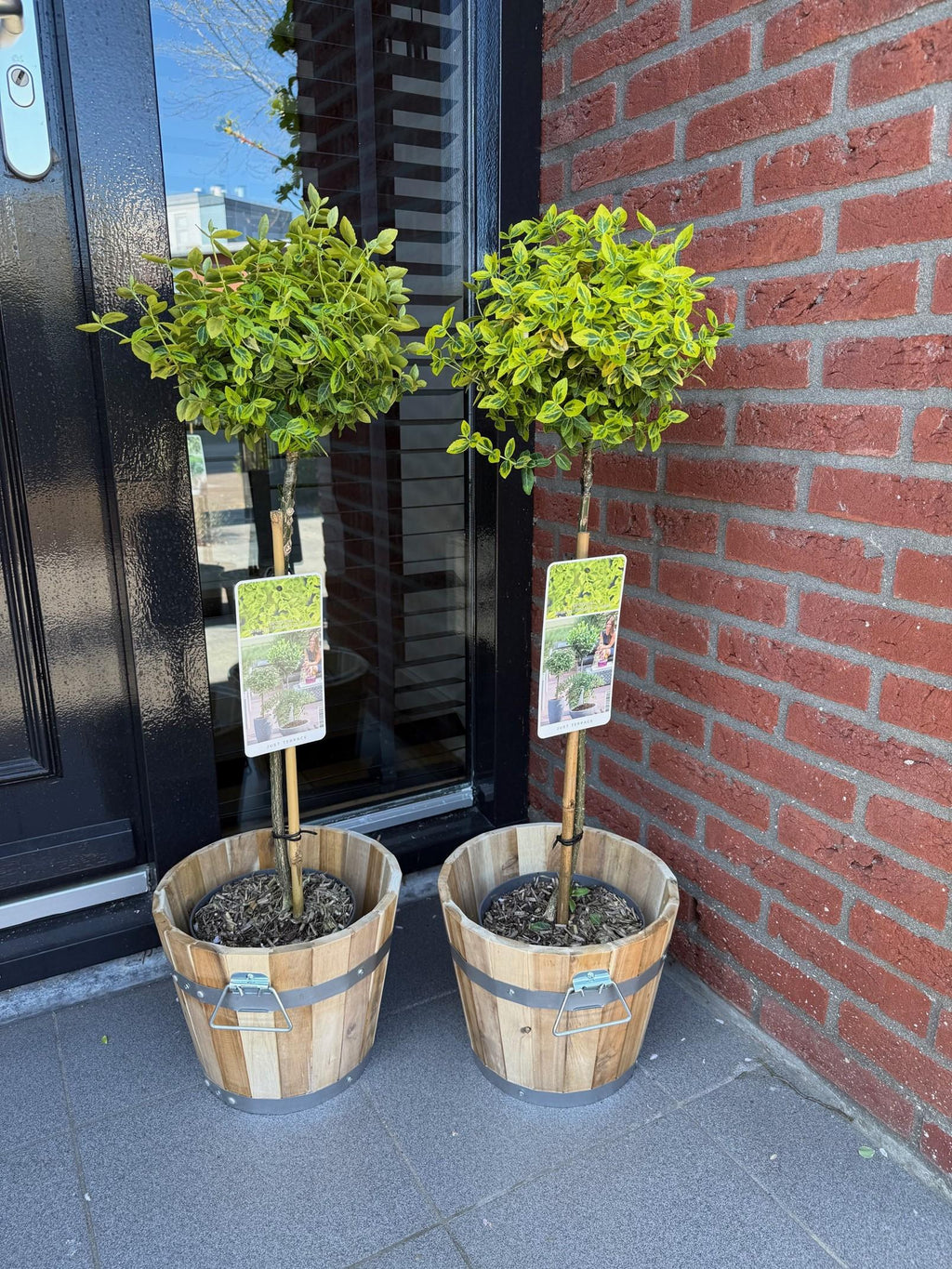 Greenboutiq - Stamm Pflanze - Euonymus Fortunei Emerald N Gold - Terrassen Pflanze - Immergrün - Winterhart - Grün-Gelbe Blätter - Topf 19Cm Höhe 90Cm