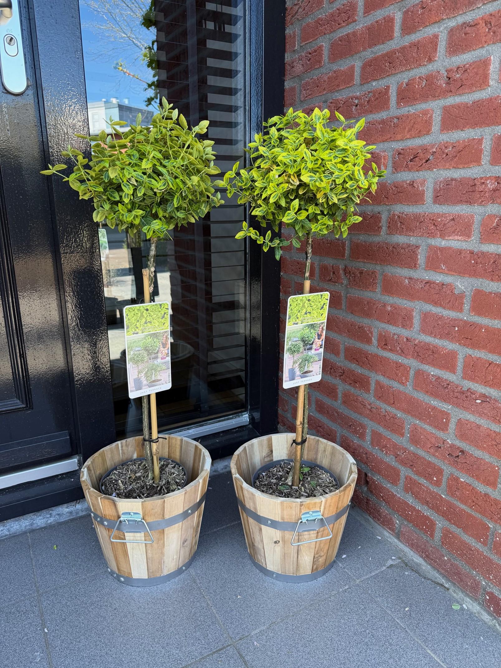 Greenboutiq - Stamm Pflanze - Euonymus Fortunei Emerald N Gold - Terrassen Pflanze - Immergrün - Winterhart - Grün-Gelbe Blätter - Topf 19Cm Höhe 90Cm