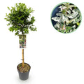 Greenboutiq - Stamm-Pflanze - Euonymus Fortunei Harlequin - Terrassenpflanze - Immergrün - Winterhart - Grün-Weiße Blätter - Topf 19Cm Höhe 90Cm