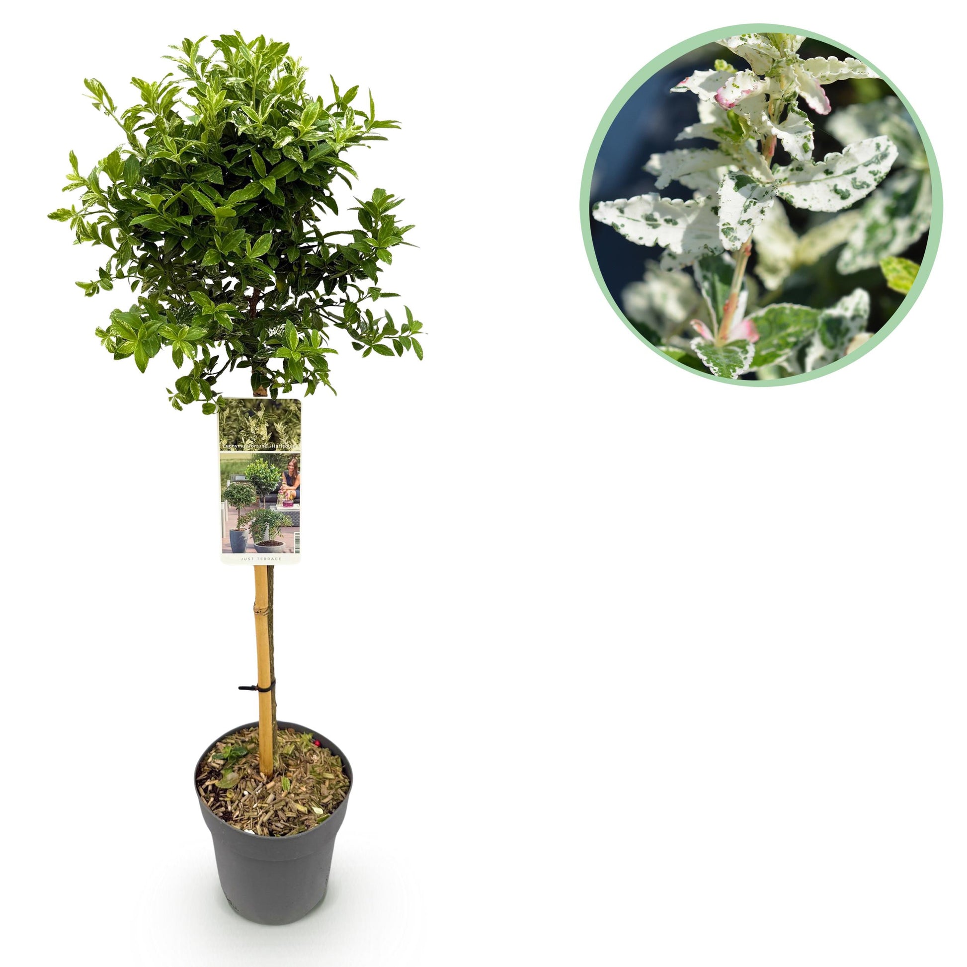 Greenboutiq - Stamm-Pflanze - Euonymus Fortunei Harlequin - Terrassenpflanze - Immergrün - Winterhart - Grün-Weiße Blätter - Topf 19Cm Höhe 90Cm