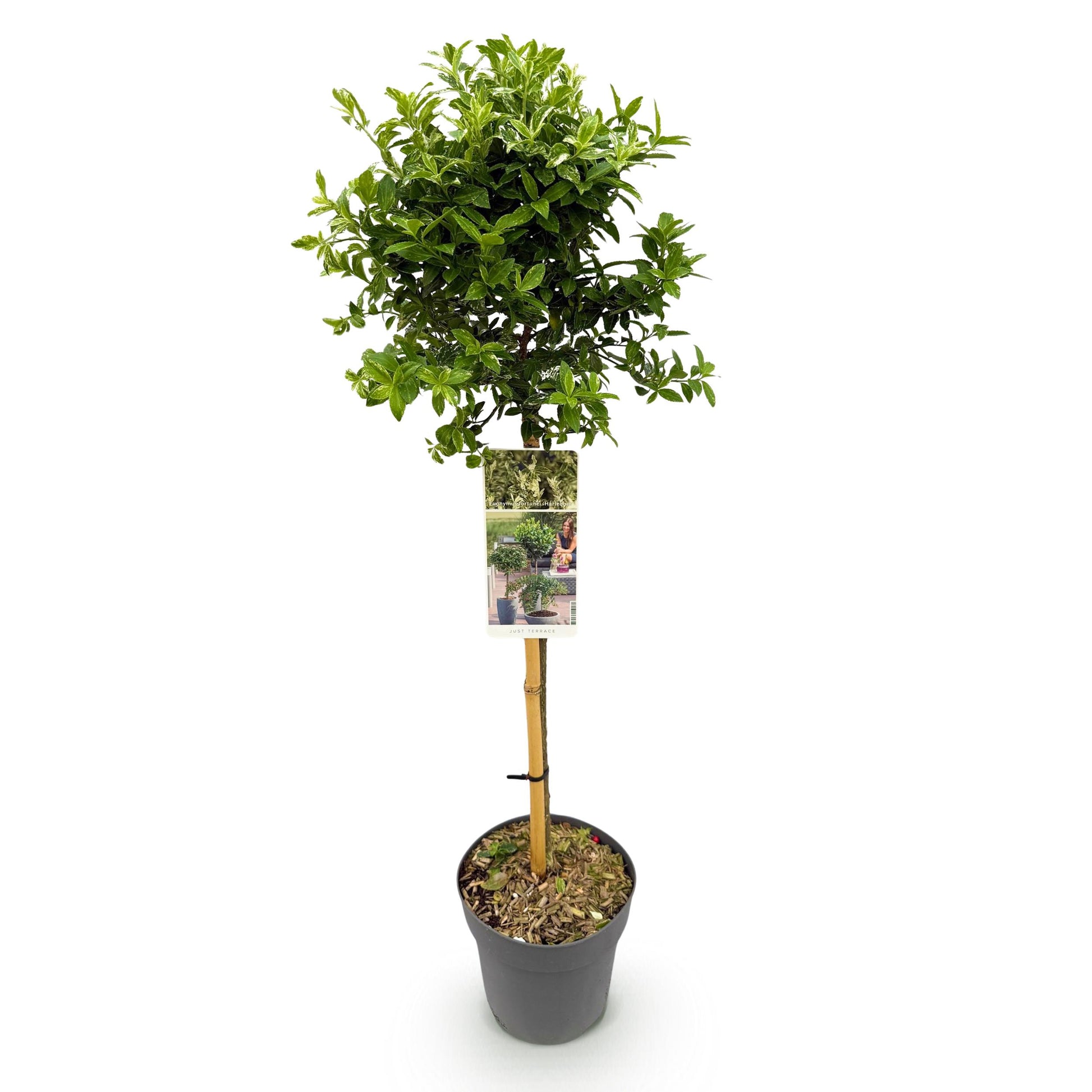Greenboutiq - Stamm-Pflanze - Euonymus Fortunei Harlequin - Terrassenpflanze - Immergrün - Winterhart - Grün-Weiße Blätter - Topf 19Cm Höhe 90Cm