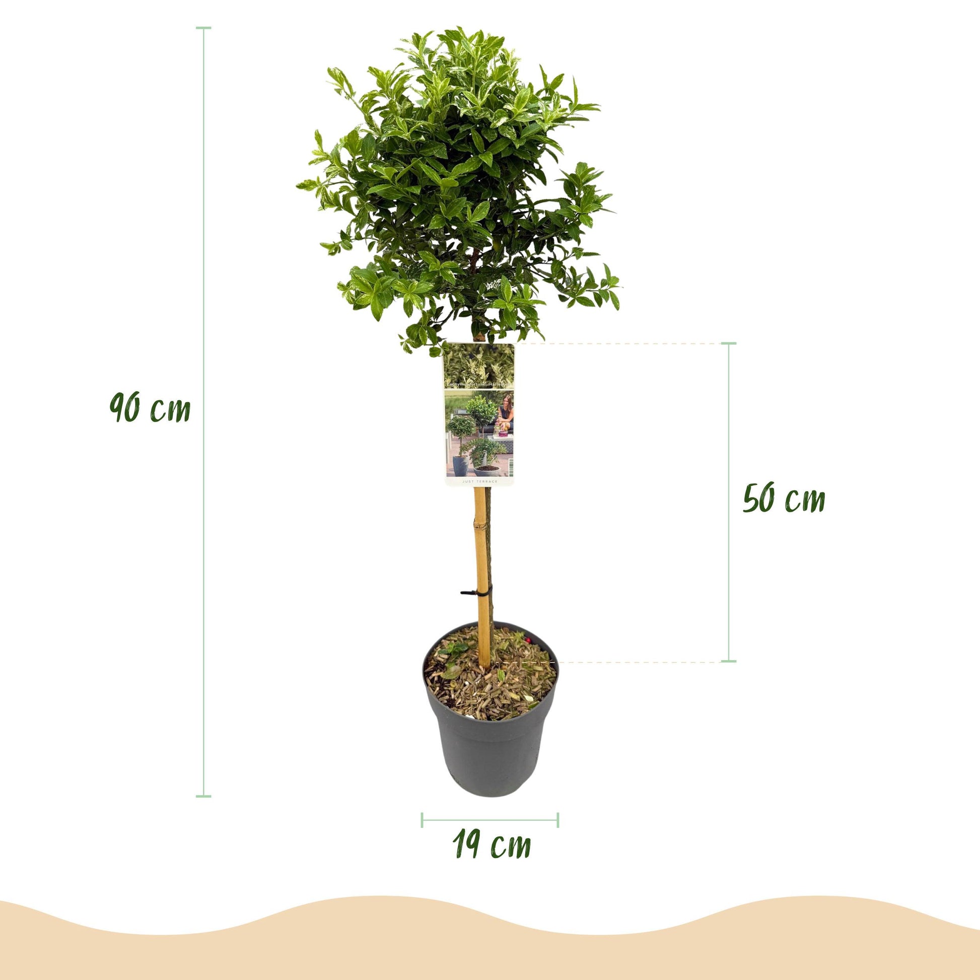 Greenboutiq - Stamm-Pflanze - Euonymus Fortunei Harlequin - Terrassenpflanze - Immergrün - Winterhart - Grün-Weiße Blätter - Topf 19Cm Höhe 90Cm