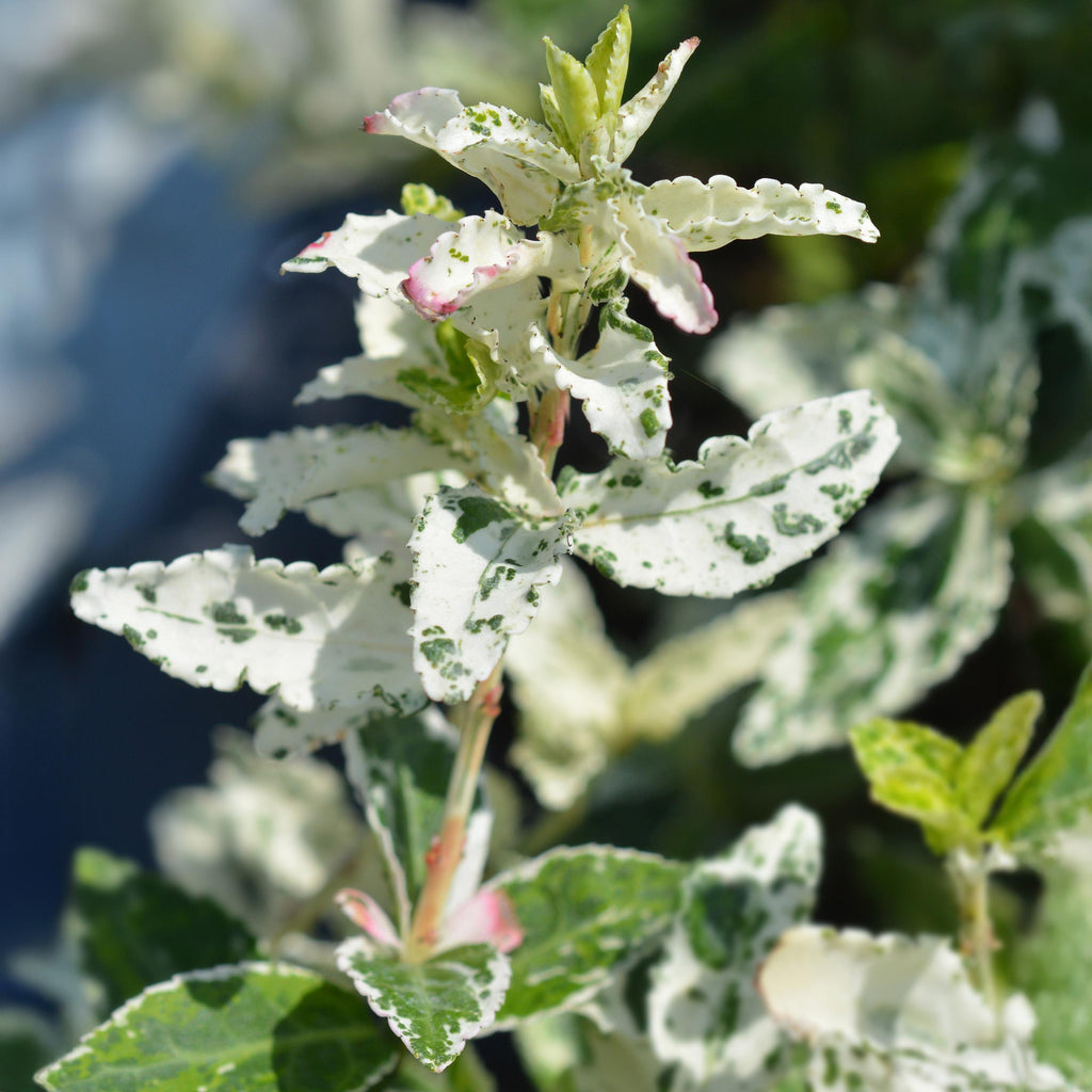 Greenboutiq - Stamm-Pflanze - Euonymus Fortunei Harlequin - Terrassenpflanze - Immergrün - Winterhart - Grün-Weiße Blätter - Topf 19Cm Höhe 90Cm