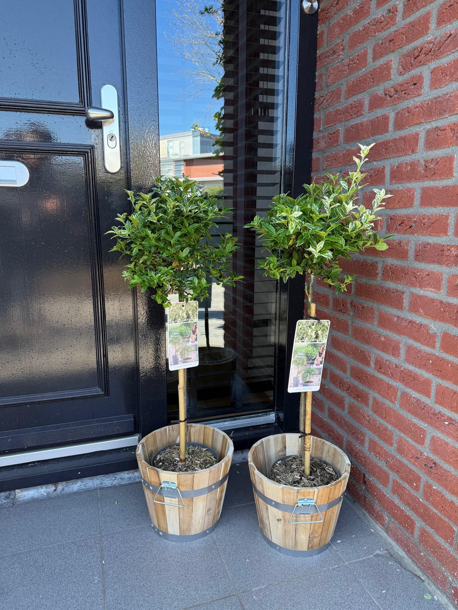 Greenboutiq - Stamm-Pflanze - Euonymus Fortunei Harlequin - Terrassenpflanze - Immergrün - Winterhart - Grün-Weiße Blätter - Topf 19Cm Höhe 90Cm