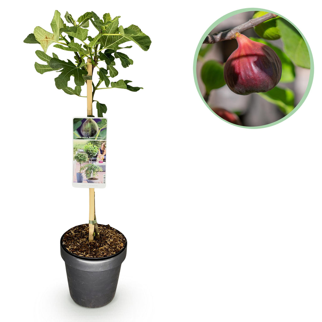 Greenboutiq - Plante Sur Tige - Ficus Carica Brown Turkey - Plante De Terrasse - Feuillage Caduc - Résistant À L'hiver - Fruit Vert - Pot 19Cm Hauteur 90Cm
