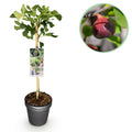 Greenboutiq - Plante Sur Tige - Ficus Carica Brown Turkey - Plante De Terrasse - Feuillage Caduc - Résistant À L'hiver - Fruit Vert - Pot 19Cm Hauteur 90Cm