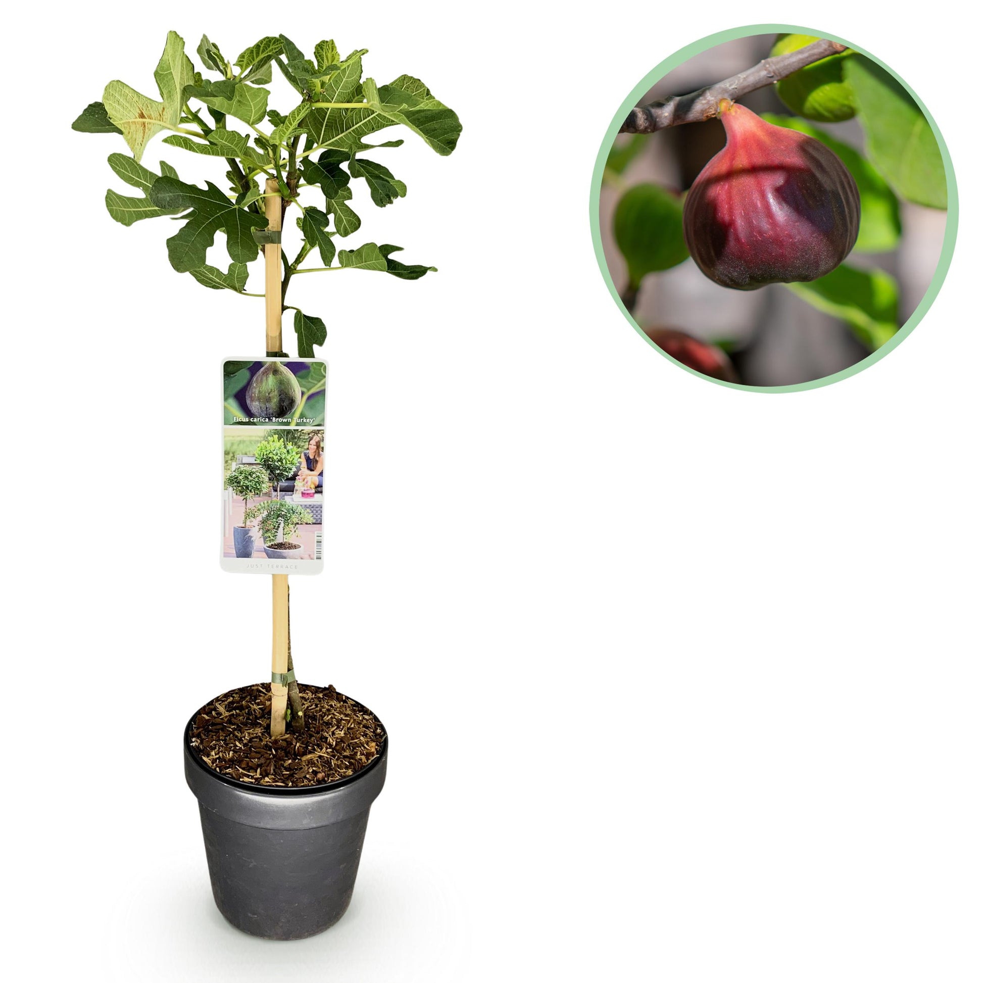 Greenboutiq - Plante Sur Tige - Ficus Carica Brown Turkey - Plante De Terrasse - Feuillage Caduc - Résistant À L'hiver - Fruit Vert - Pot 19Cm Hauteur 90Cm