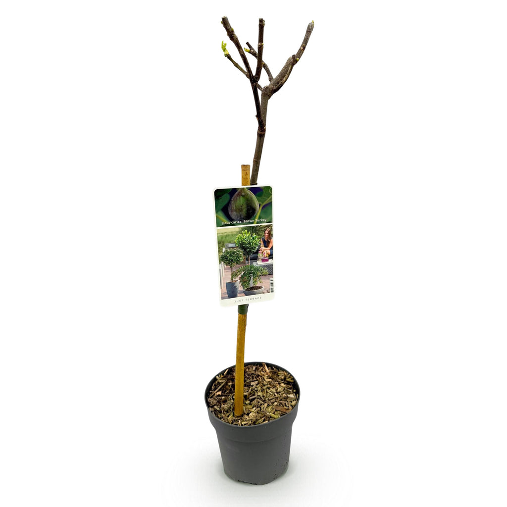 Greenboutiq - Plante Sur Tige - Ficus Carica Brown Turkey - Plante De Terrasse - Feuillage Caduc - Résistant À L'hiver - Fruit Vert - Pot 19Cm Hauteur 90Cm