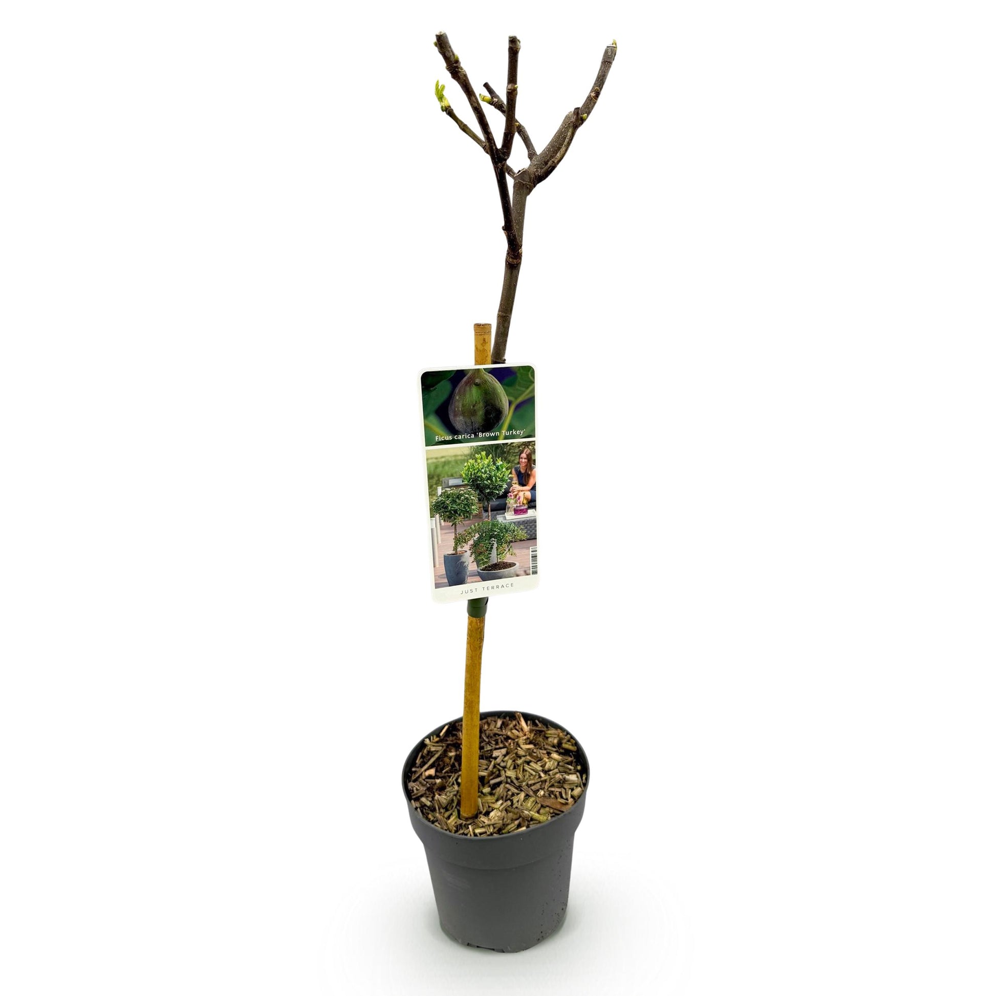 Greenboutiq - Plante Sur Tige - Ficus Carica Brown Turkey - Plante De Terrasse - Feuillage Caduc - Résistant À L'hiver - Fruit Vert - Pot 19Cm Hauteur 90Cm