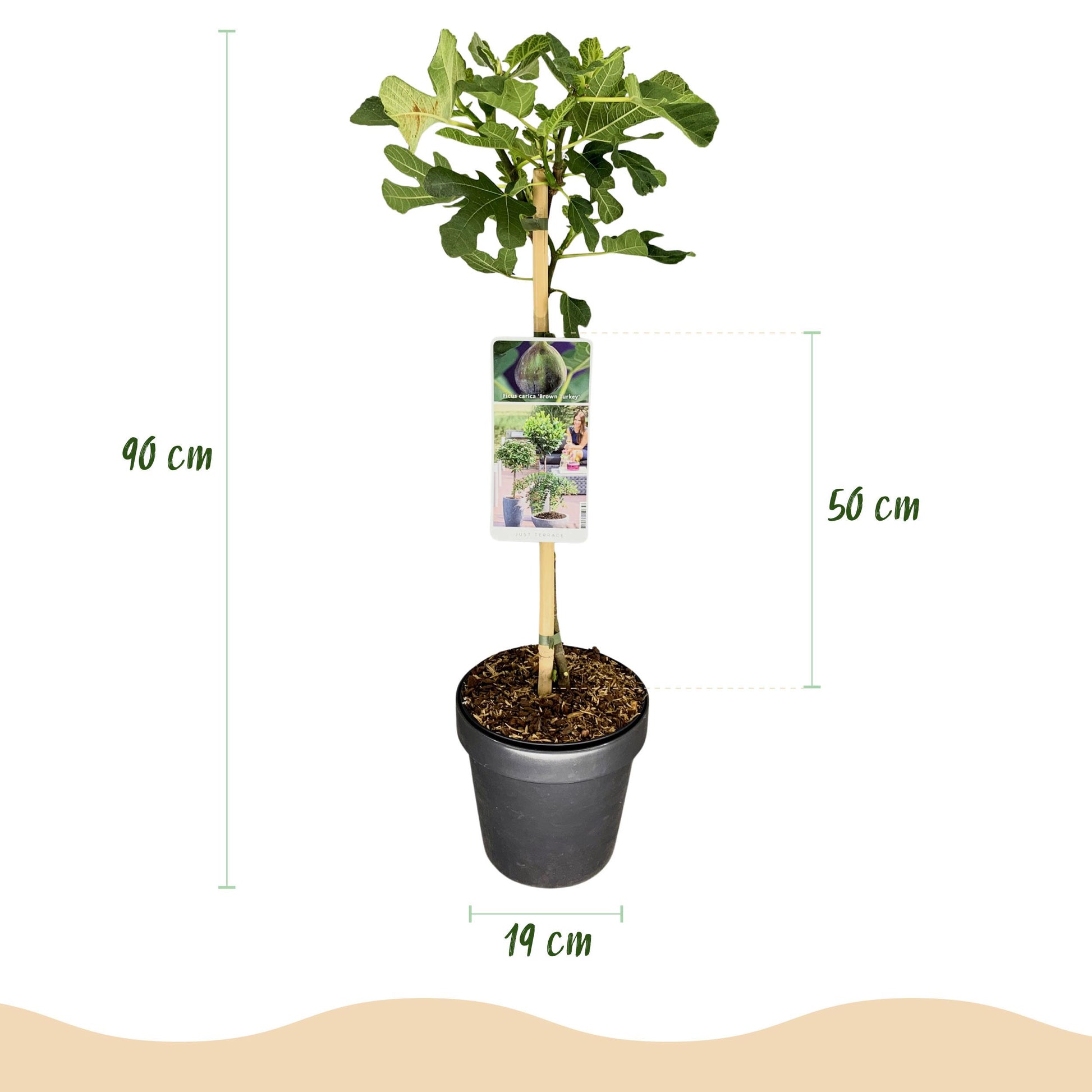 Greenboutiq - Plante Sur Tige - Ficus Carica Brown Turkey - Plante De Terrasse - Feuillage Caduc - Résistant À L'hiver - Fruit Vert - Pot 19Cm Hauteur 90Cm