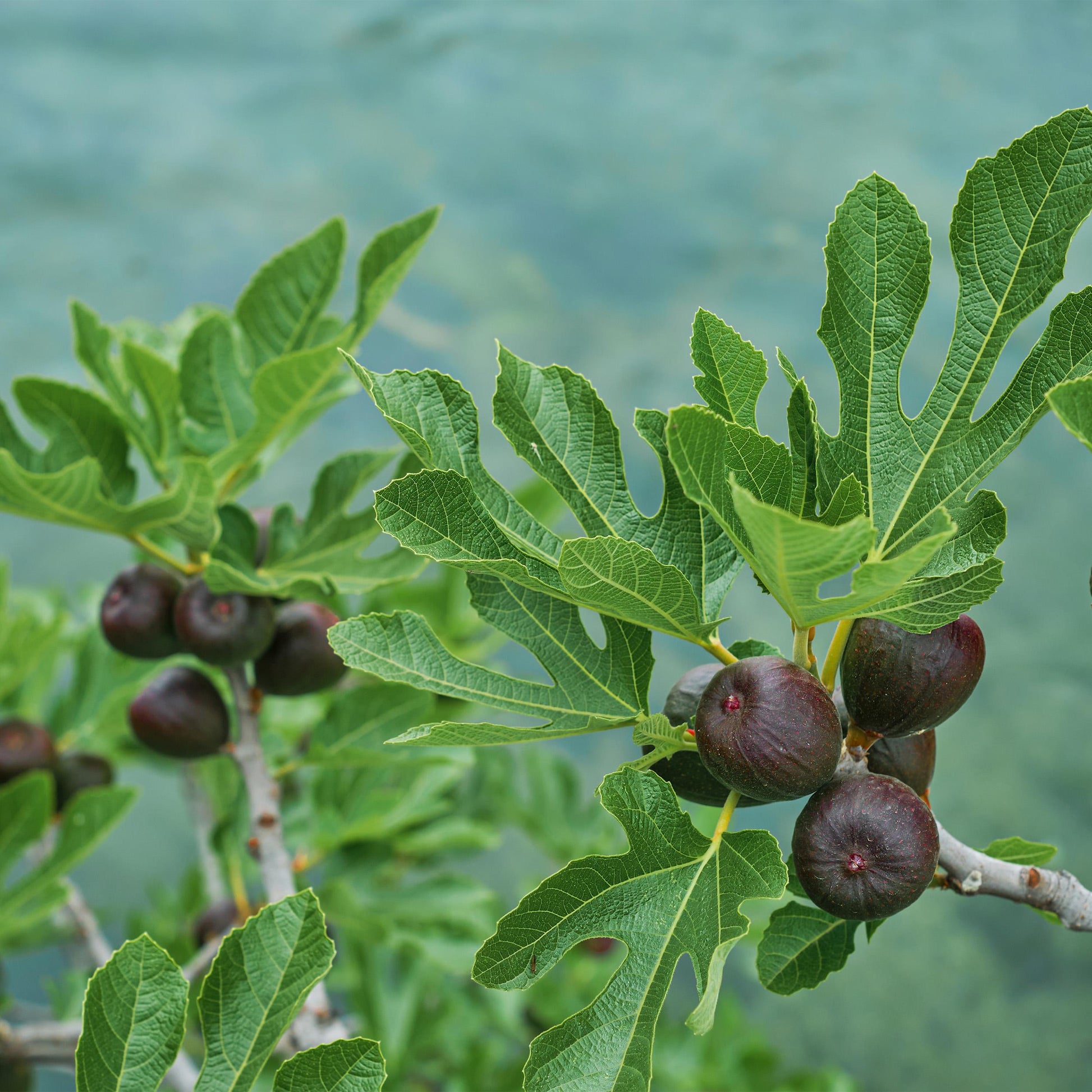 Greenboutiq - Plante Sur Tige - Ficus Carica Brown Turkey - Plante De Terrasse - Feuillage Caduc - Résistant À L'hiver - Fruit Vert - Pot 19Cm Hauteur 90Cm