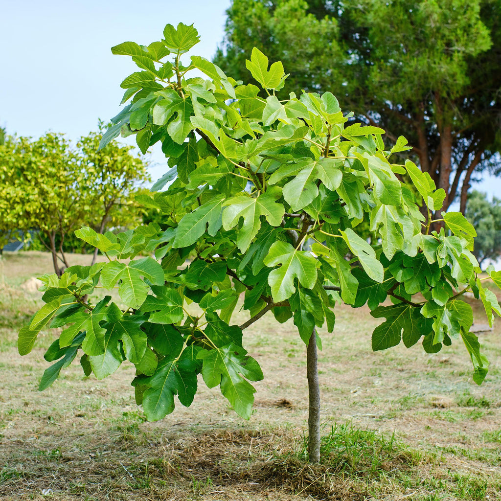 Greenboutiq - Plante Sur Tige - Ficus Carica Brown Turkey - Plante De Terrasse - Feuillage Caduc - Résistant À L'hiver - Fruit Vert - Pot 19Cm Hauteur 90Cm