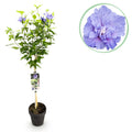 Greenboutiq - Gartenpflanze - Hibiscus Syriacus Blue Chiffon® - Stammpflanze - Terrassenpflanze - Laubabwerfend - Pflegeleicht - Topf 19Cm Höhe 90Cm