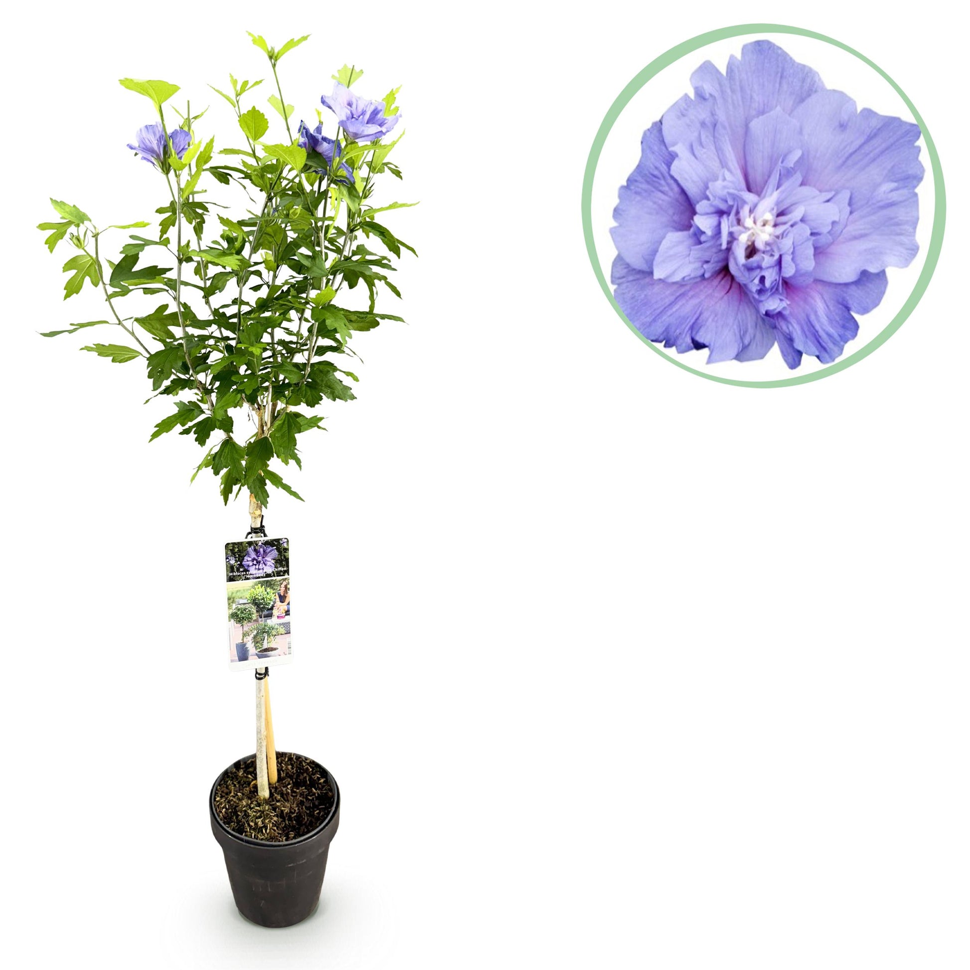 Greenboutiq - Gartenpflanze - Hibiscus Syriacus Blue Chiffon® - Stammpflanze - Terrassenpflanze - Laubabwerfend - Pflegeleicht - Topf 19Cm Höhe 90Cm