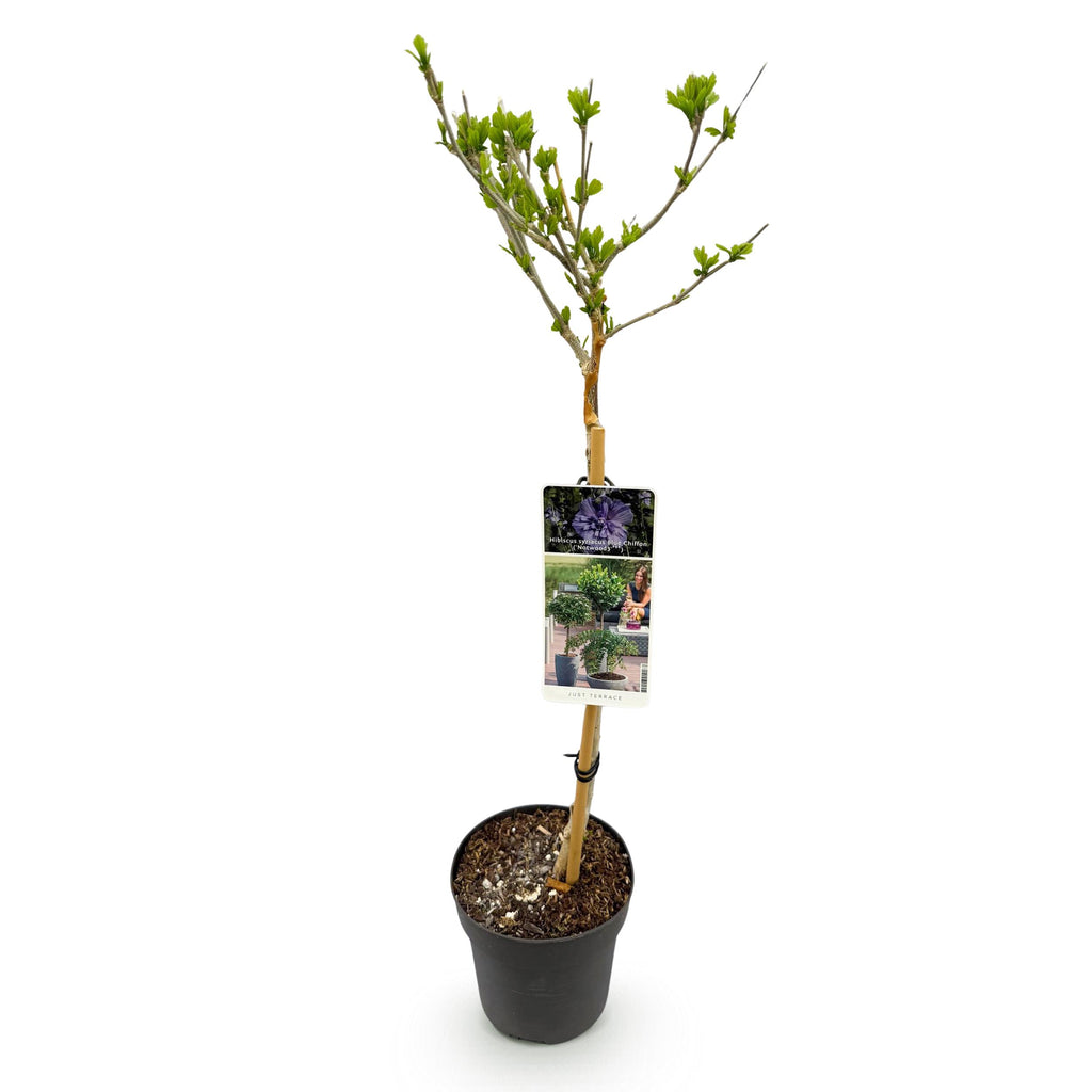 Greenboutiq - Gartenpflanze - Hibiscus Syriacus Blue Chiffon® - Stammpflanze - Terrassenpflanze - Laubabwerfend - Pflegeleicht - Topf 19Cm Höhe 90Cm