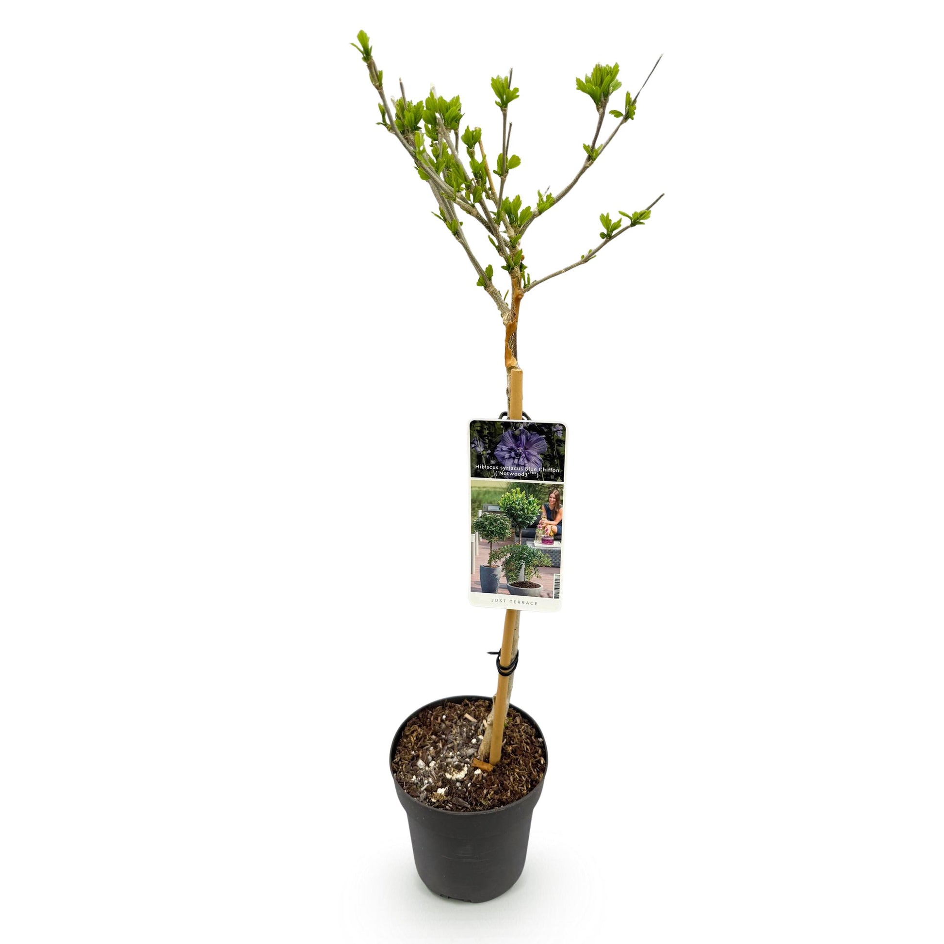 Greenboutiq - Gartenpflanze - Hibiscus Syriacus Blue Chiffon® - Stammpflanze - Terrassenpflanze - Laubabwerfend - Pflegeleicht - Topf 19Cm Höhe 90Cm