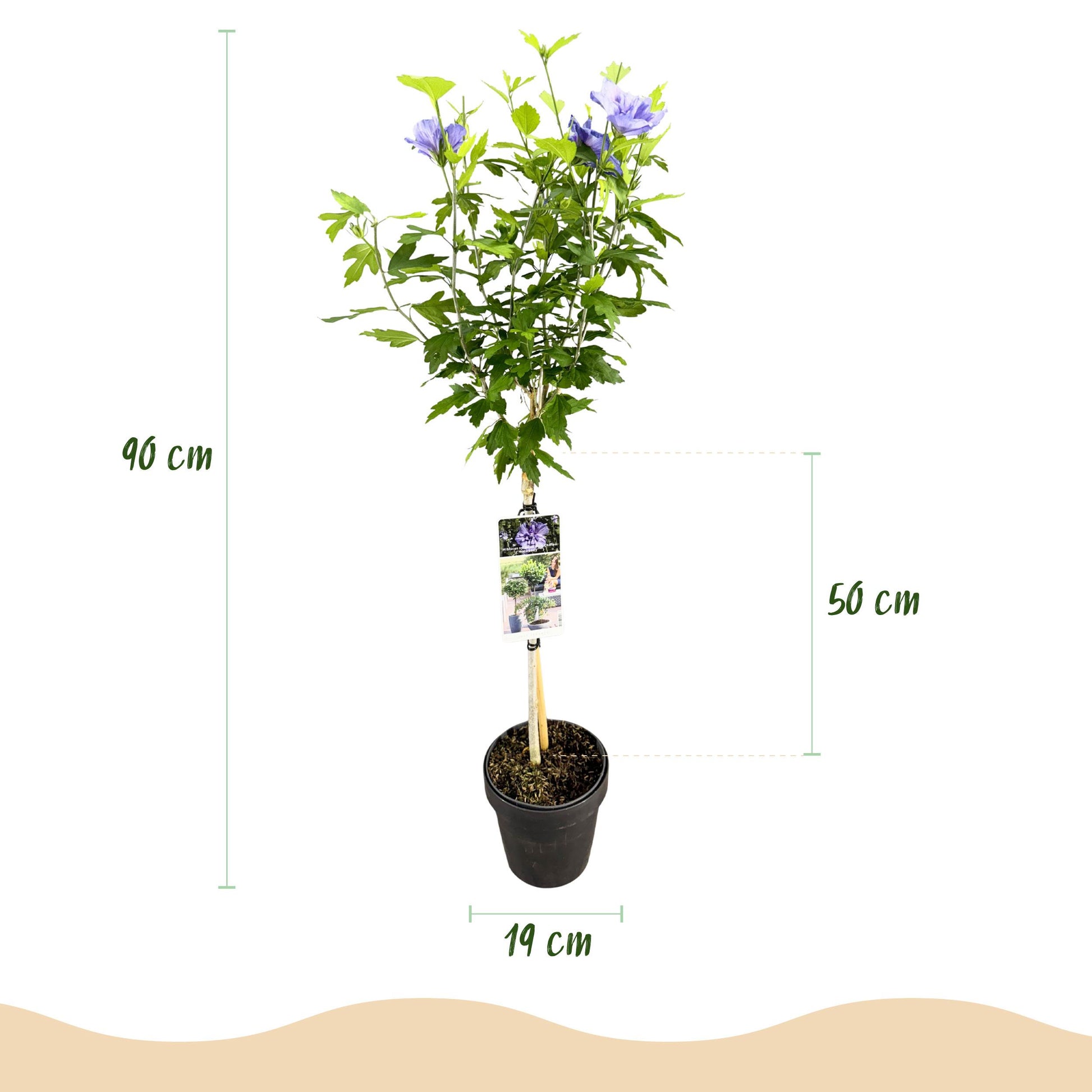 Greenboutiq - Gartenpflanze - Hibiscus Syriacus Blue Chiffon® - Stammpflanze - Terrassenpflanze - Laubabwerfend - Pflegeleicht - Topf 19Cm Höhe 90Cm