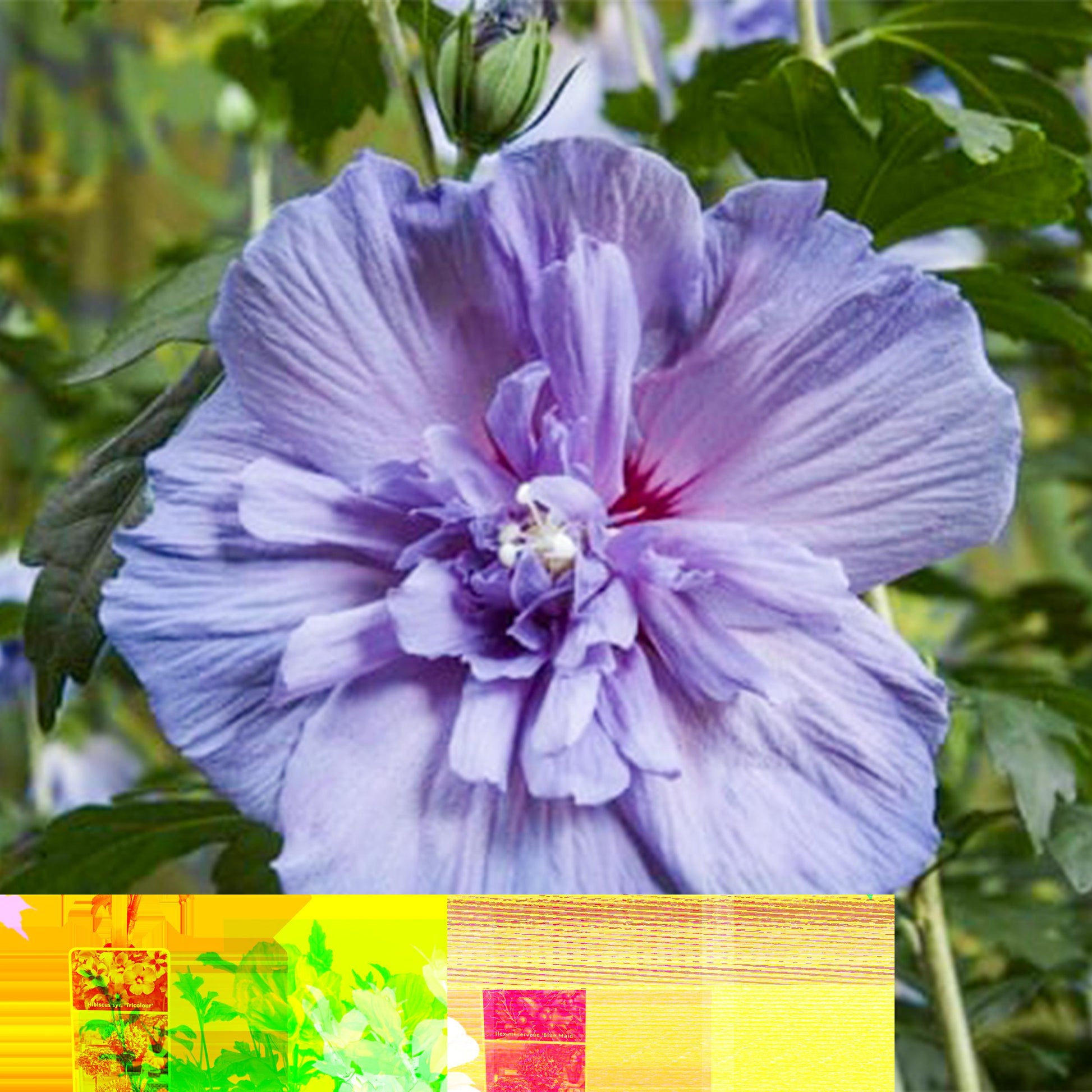 Greenboutiq - Gartenpflanze - Hibiscus Syriacus Blue Chiffon® - Stammpflanze - Terrassenpflanze - Laubabwerfend - Pflegeleicht - Topf 19Cm Höhe 90Cm