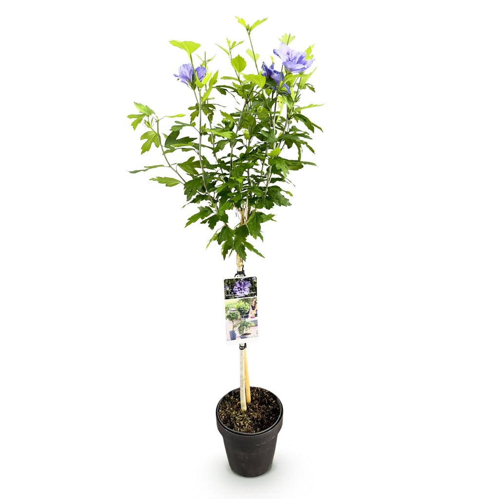 Greenboutiq - Gartenpflanze - Hibiscus Syriacus Blue Chiffon® - Stammpflanze - Terrassenpflanze - Laubabwerfend - Pflegeleicht - Topf 19Cm Höhe 90Cm
