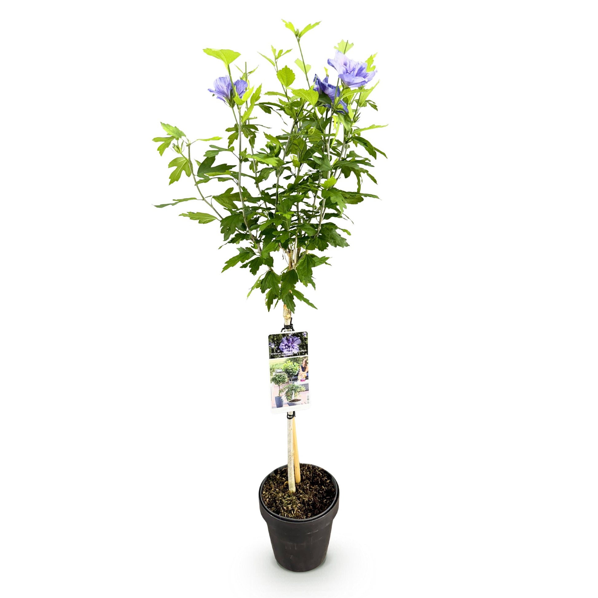 Greenboutiq - Gartenpflanze - Hibiscus Syriacus Blue Chiffon® - Stammpflanze - Terrassenpflanze - Laubabwerfend - Pflegeleicht - Topf 19Cm Höhe 90Cm