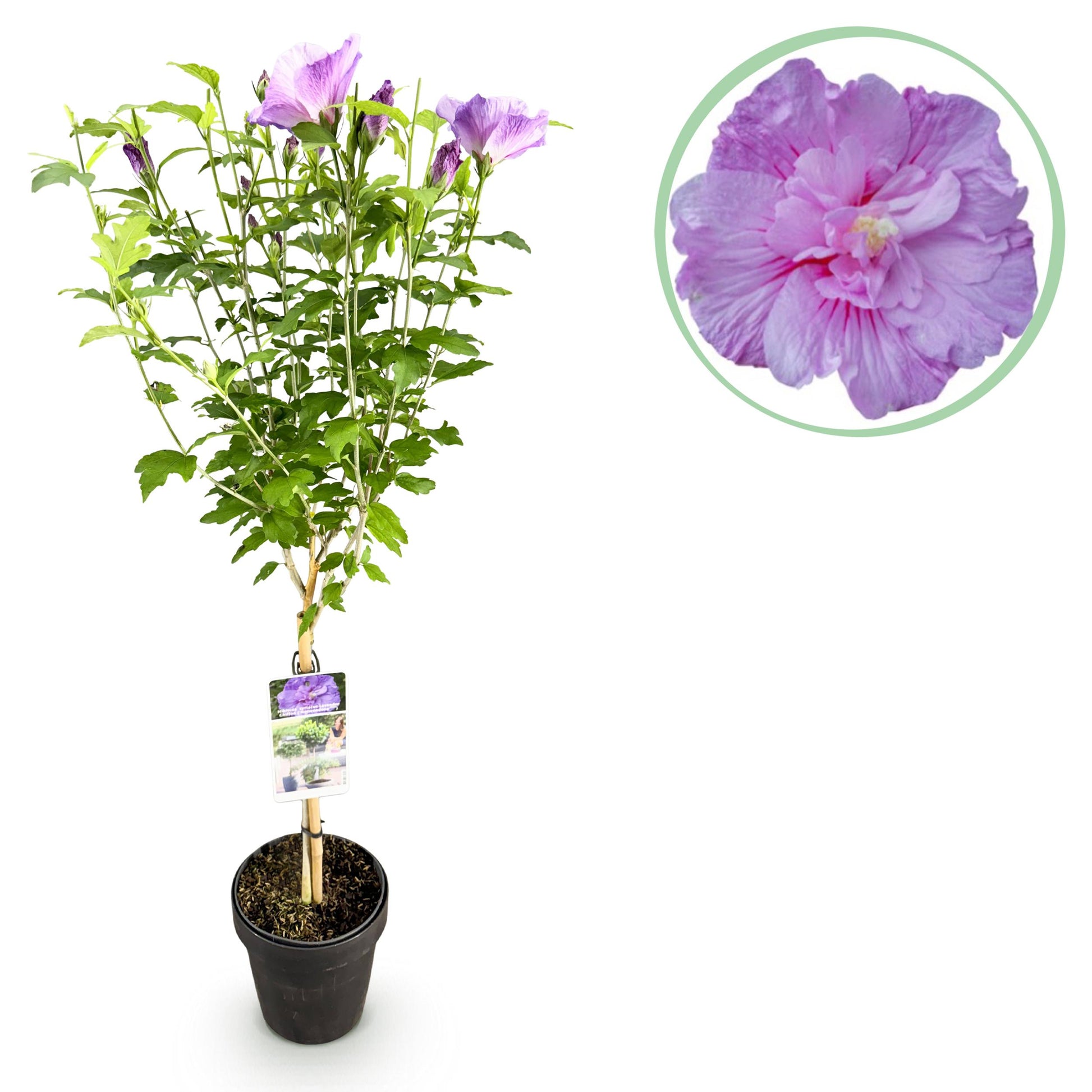 Greenboutiq - Stamm Pflanze - Hibiscus Syriacus Lavendor Chiffon® - Terrassen Pflanze - Laubabwerfend - Winterhart - Lila Blüte - Topf 19Cm Höhe 90Cm