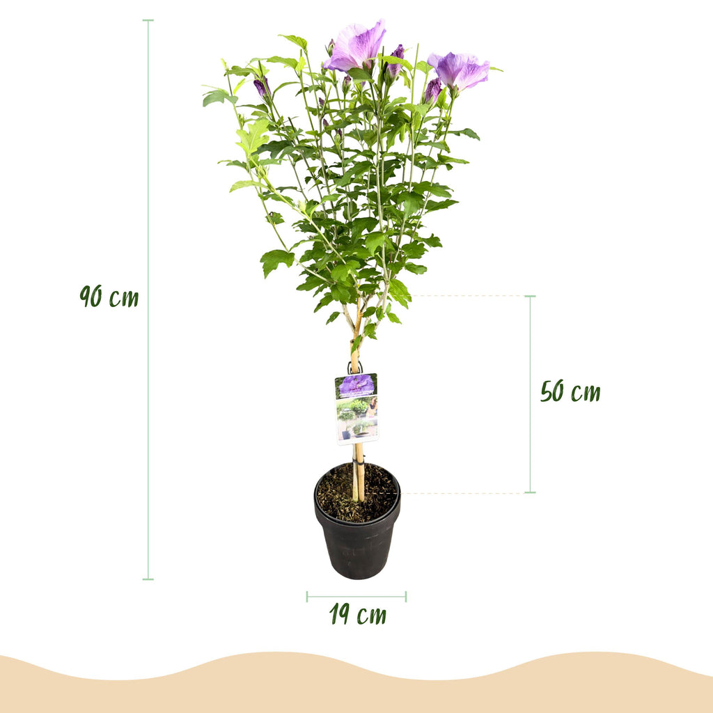 Greenboutiq - Stamm Pflanze - Hibiscus Syriacus Lavendor Chiffon® - Terrassen Pflanze - Laubabwerfend - Winterhart - Lila Blüte - Topf 19Cm Höhe 90Cm