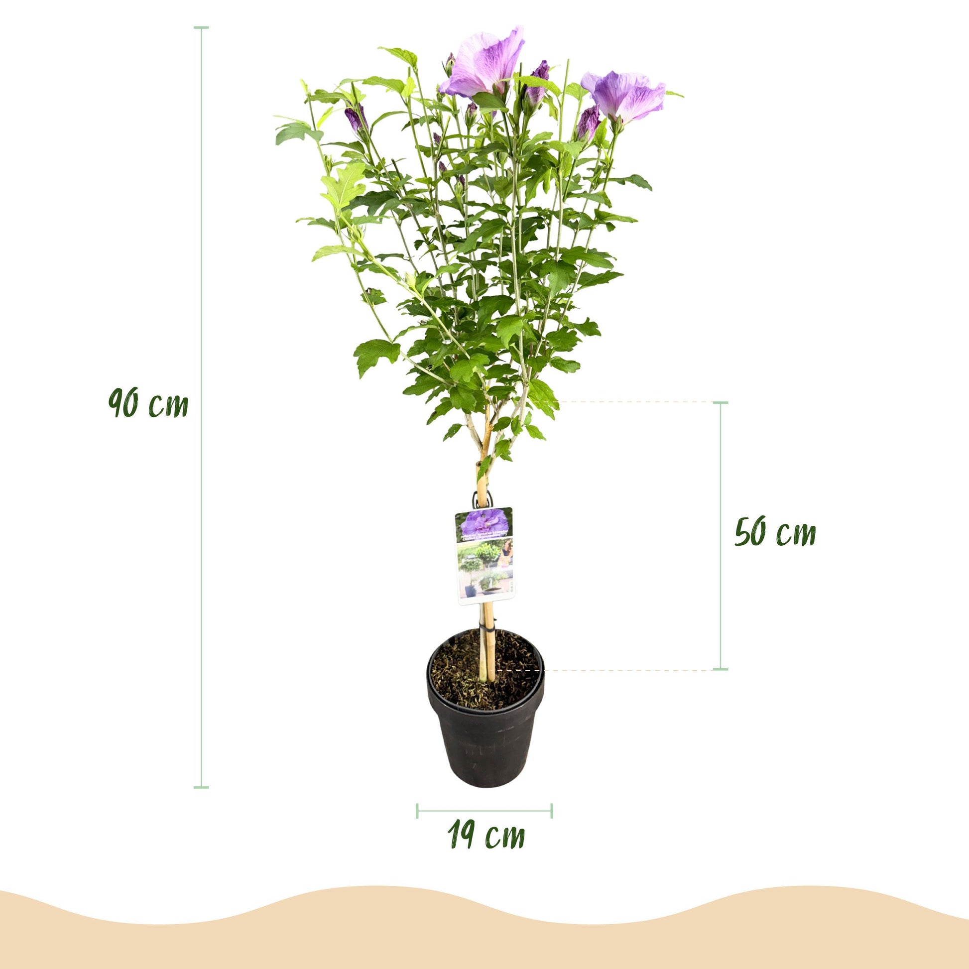 Greenboutiq - Stamm Pflanze - Hibiscus Syriacus Lavendor Chiffon® - Terrassen Pflanze - Laubabwerfend - Winterhart - Lila Blüte - Topf 19Cm Höhe 90Cm