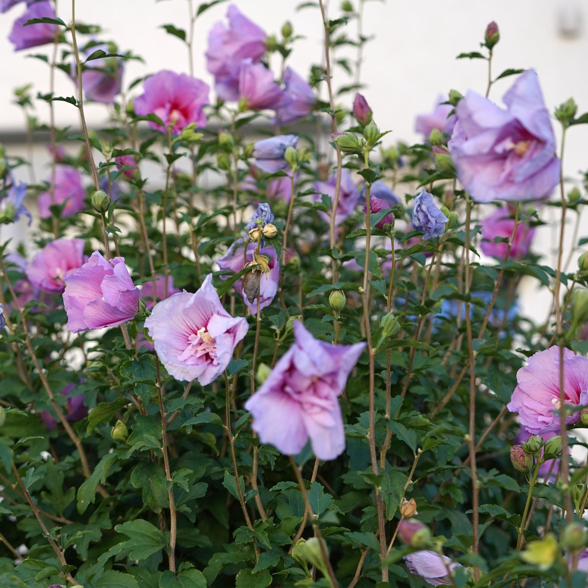 Greenboutiq - Stamm Pflanze - Hibiscus Syriacus Lavendor Chiffon® - Terrassen Pflanze - Laubabwerfend - Winterhart - Lila Blüte - Topf 19Cm Höhe 90Cm