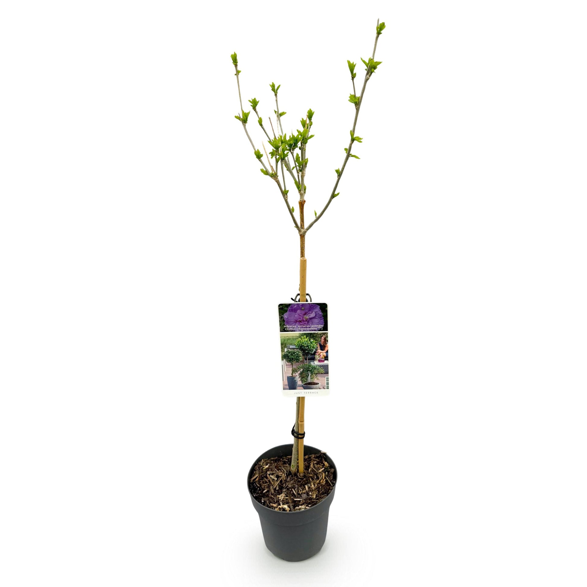 Greenboutiq - Stamm Pflanze - Hibiscus Syriacus Lavendor Chiffon® - Terrassen Pflanze - Laubabwerfend - Winterhart - Lila Blüte - Topf 19Cm Höhe 90Cm