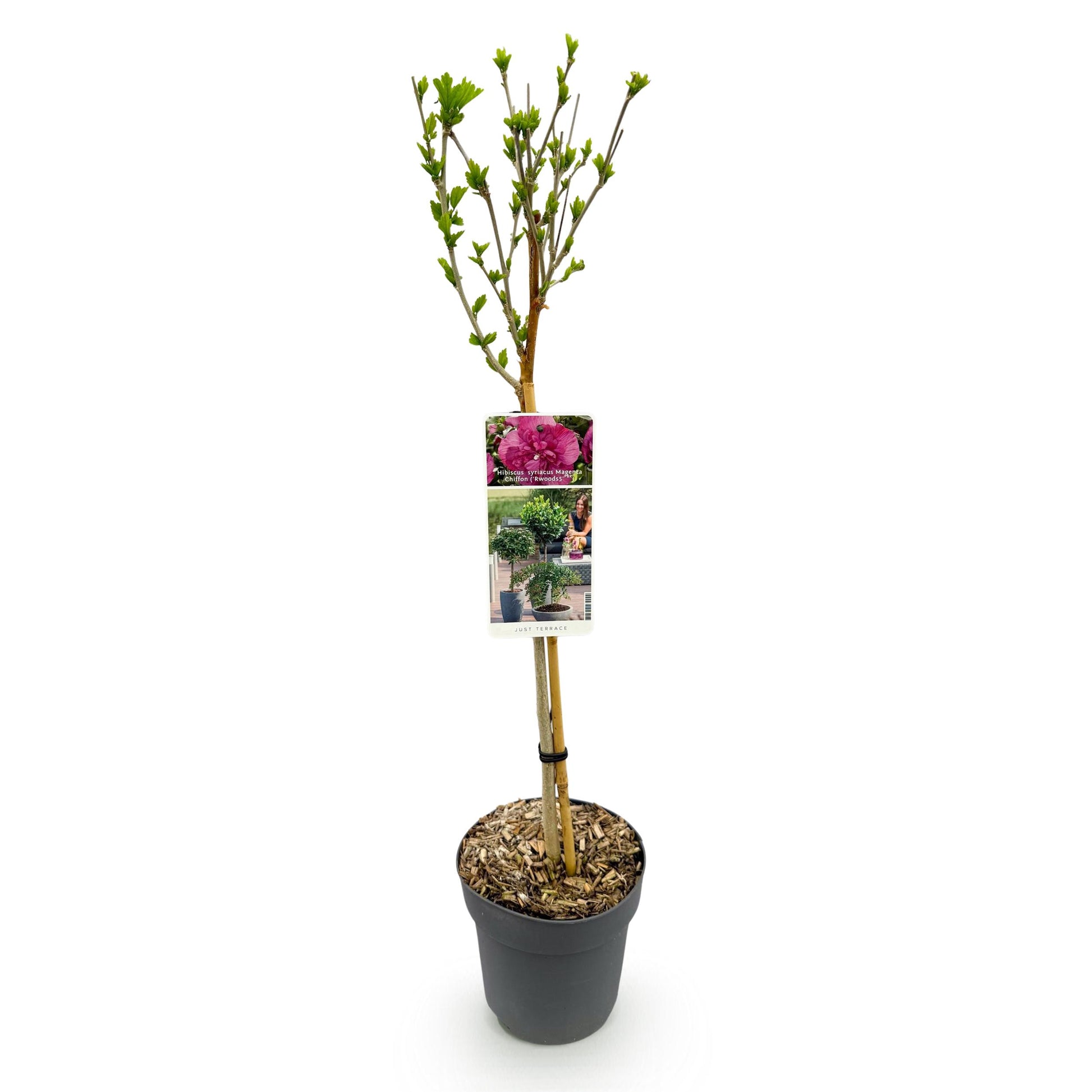 Greenboutiq - Stamm Pflanze - Hibiscus Syriacus Magenta Chiffon® - Terrassen Pflanze - Laubabwerfend - Winterhart - Rosa Blüte - Topf 19Cm Höhe 90Cm