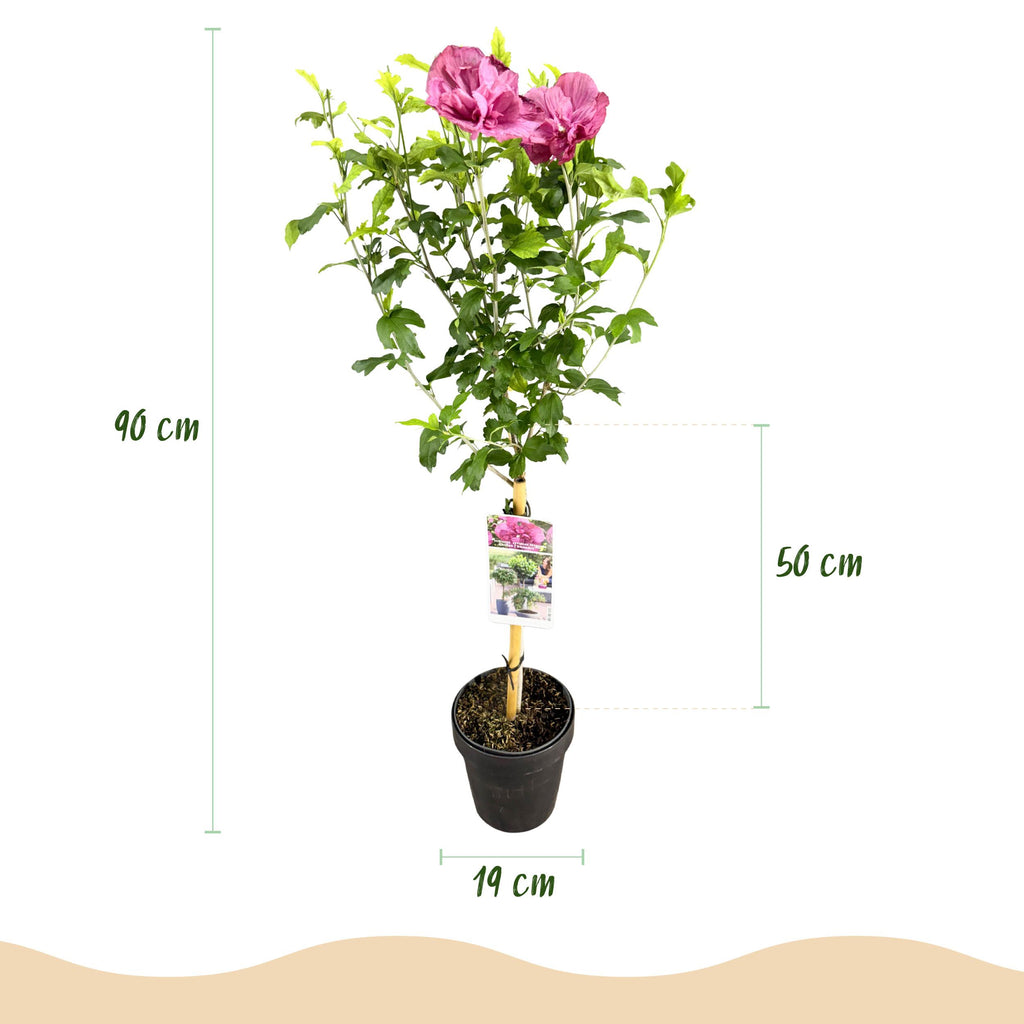 Greenboutiq - Stamm Pflanze - Hibiscus Syriacus Magenta Chiffon® - Terrassen Pflanze - Laubabwerfend - Winterhart - Rosa Blüte - Topf 19Cm Höhe 90Cm
