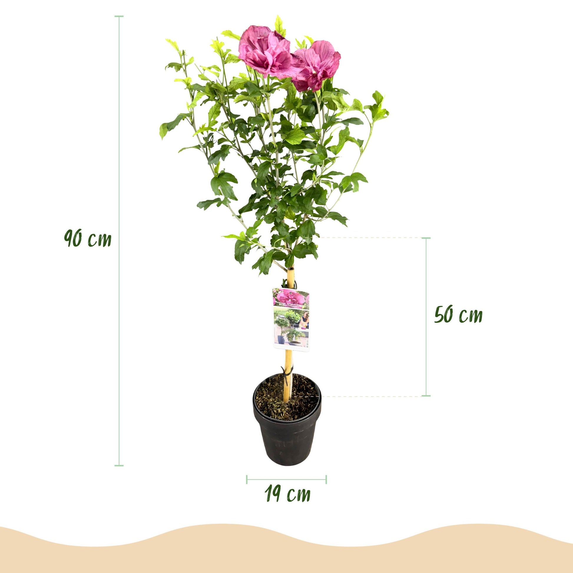 Greenboutiq - Stamm Pflanze - Hibiscus Syriacus Magenta Chiffon® - Terrassen Pflanze - Laubabwerfend - Winterhart - Rosa Blüte - Topf 19Cm Höhe 90Cm