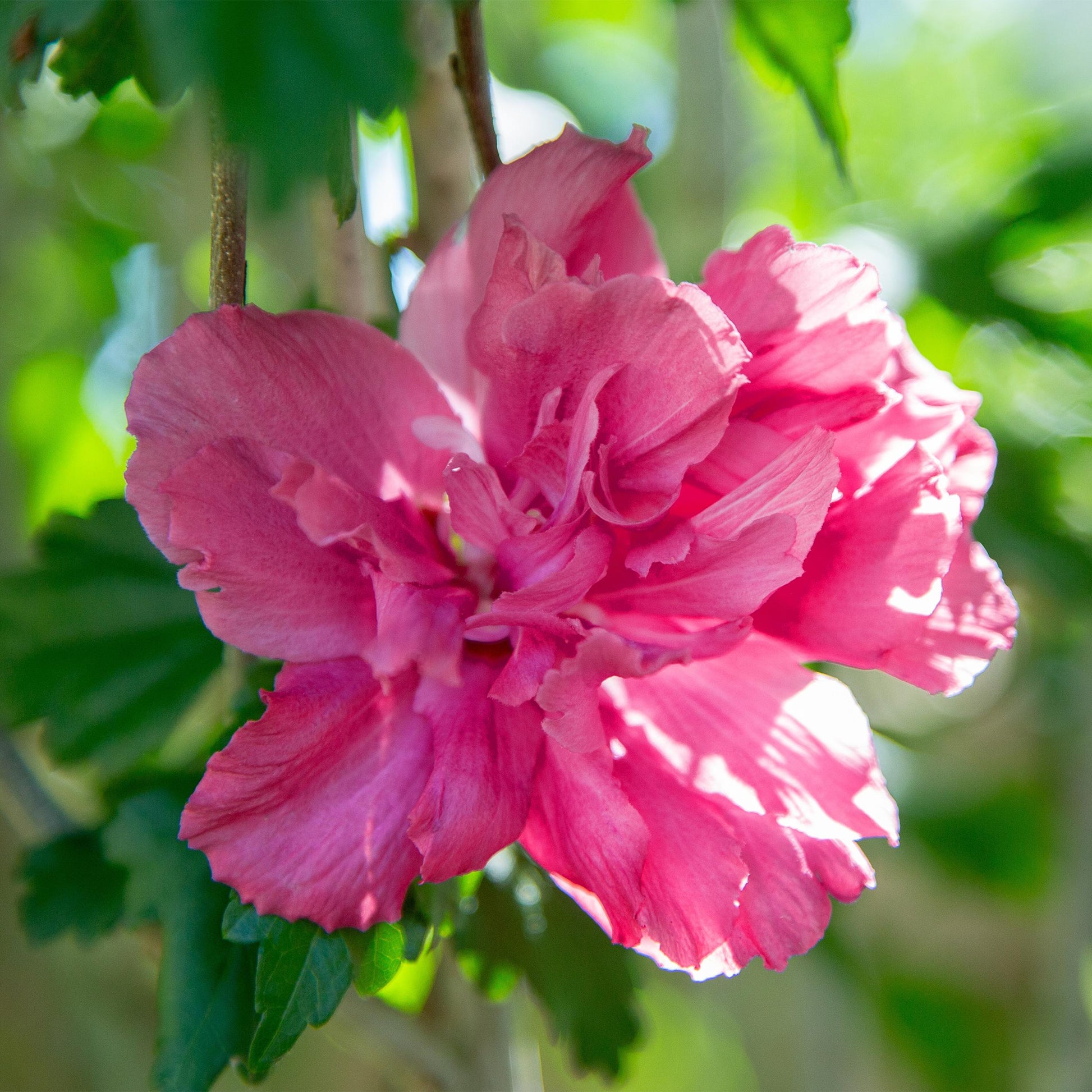 Greenboutiq - Stamm Pflanze - Hibiscus Syriacus Magenta Chiffon® - Terrassen Pflanze - Laubabwerfend - Winterhart - Rosa Blüte - Topf 19Cm Höhe 90Cm