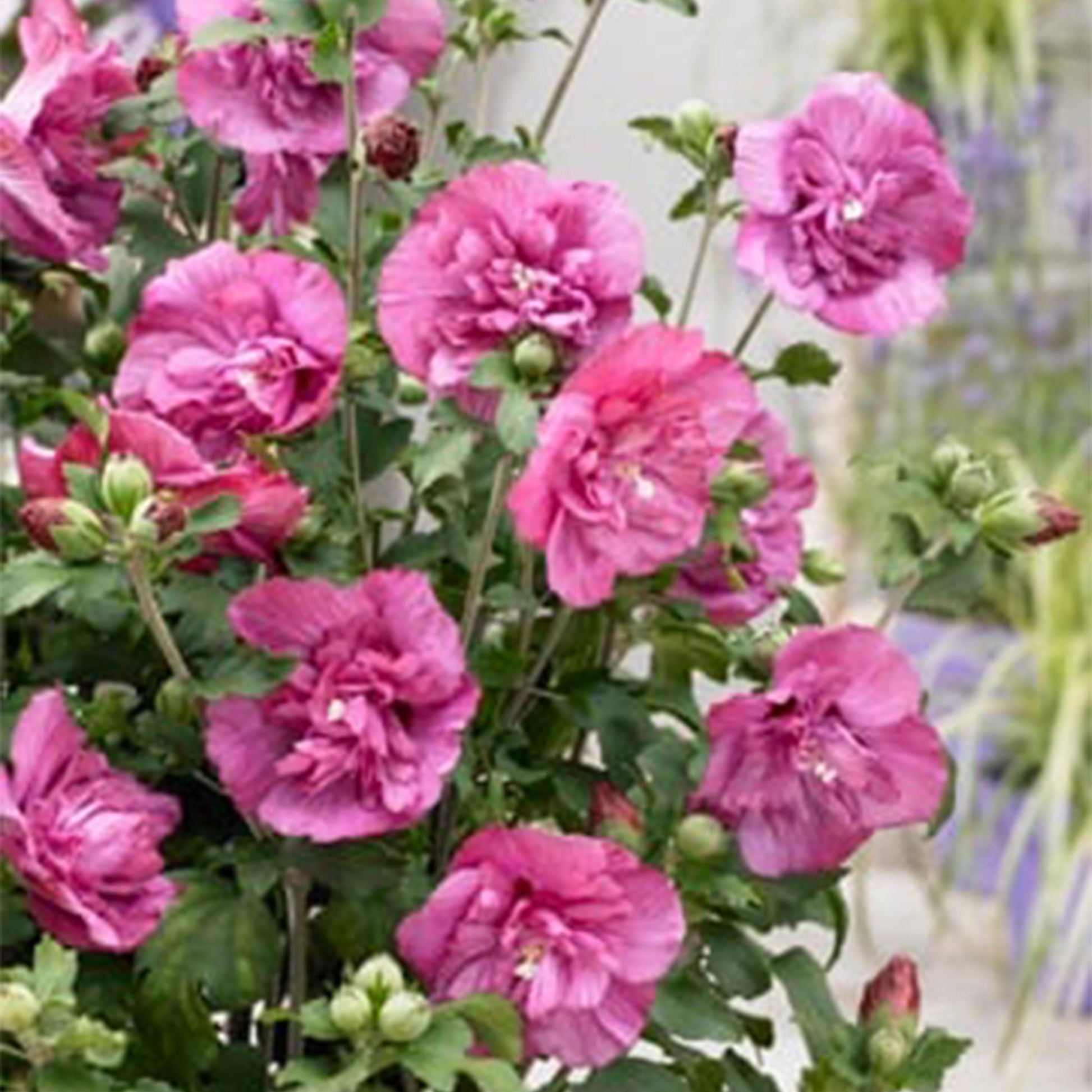 Greenboutiq - Stamm Pflanze - Hibiscus Syriacus Magenta Chiffon® - Terrassen Pflanze - Laubabwerfend - Winterhart - Rosa Blüte - Topf 19Cm Höhe 90Cm