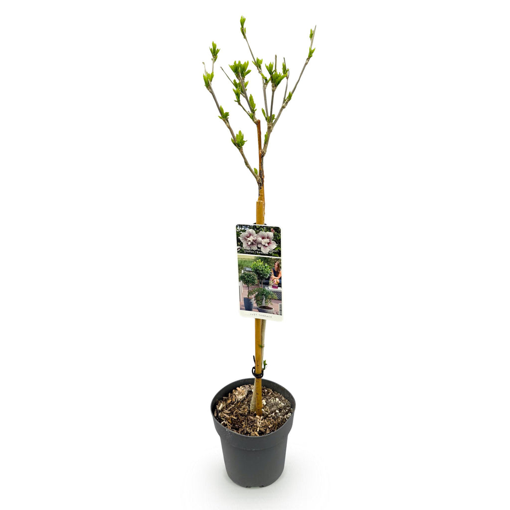 Greenboutiq - Gartenpflanze - Hibiscus Syriacus Starburst Chiffon® - Stamm-Pflanze - Terrassenpflanze - Laubabwerfend - Wenig Pflege - Topf 19Cm Höhe 90Cm