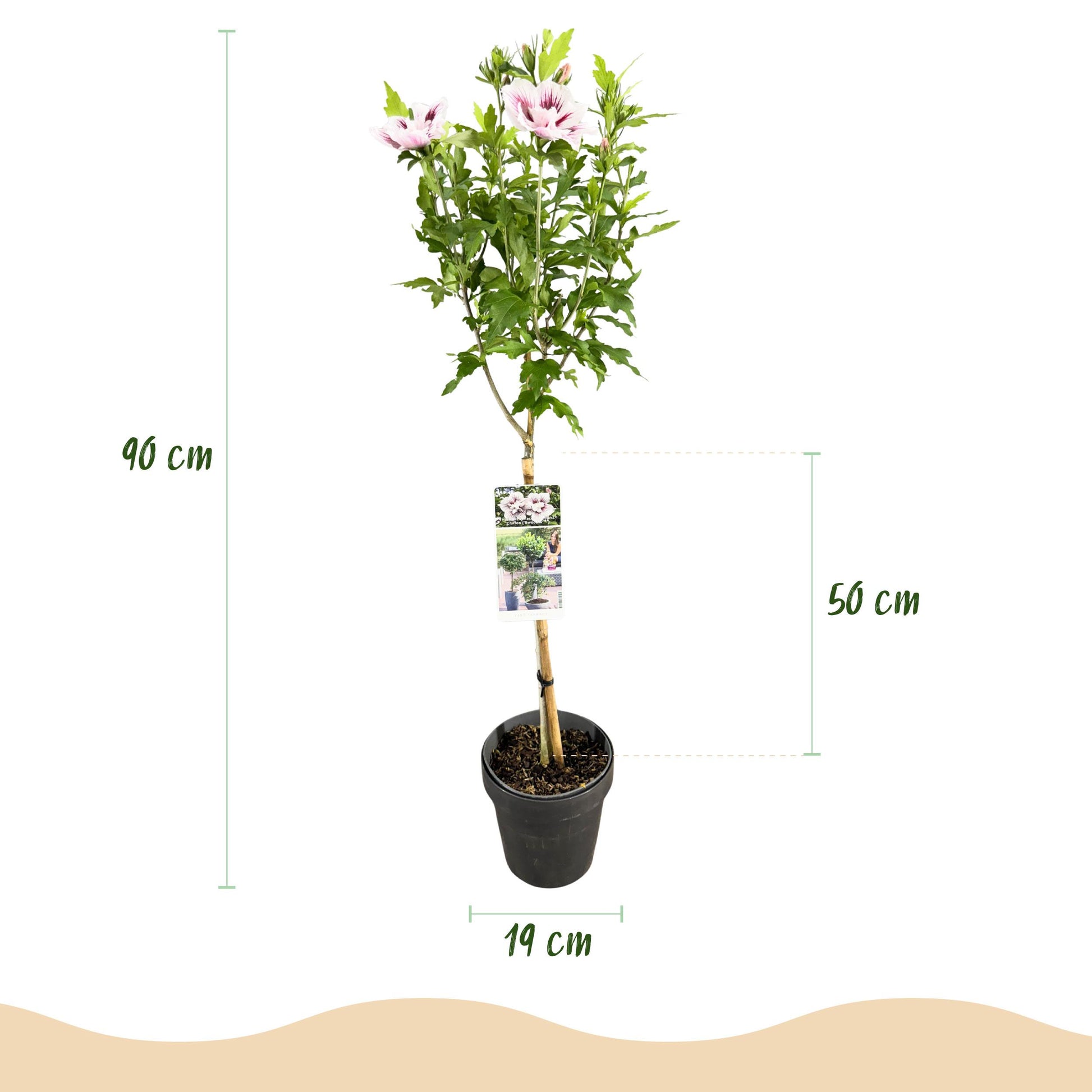Greenboutiq - Gartenpflanze - Hibiscus Syriacus Starburst Chiffon® - Stamm-Pflanze - Terrassenpflanze - Laubabwerfend - Wenig Pflege - Topf 19Cm Höhe 90Cm