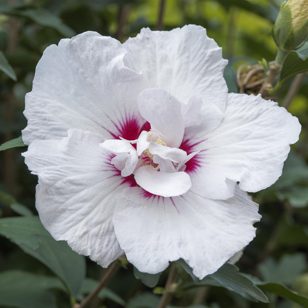 Greenboutiq - Gartenpflanze - Hibiscus Syriacus Starburst Chiffon® - Stamm-Pflanze - Terrassenpflanze - Laubabwerfend - Wenig Pflege - Topf 19Cm Höhe 90Cm
