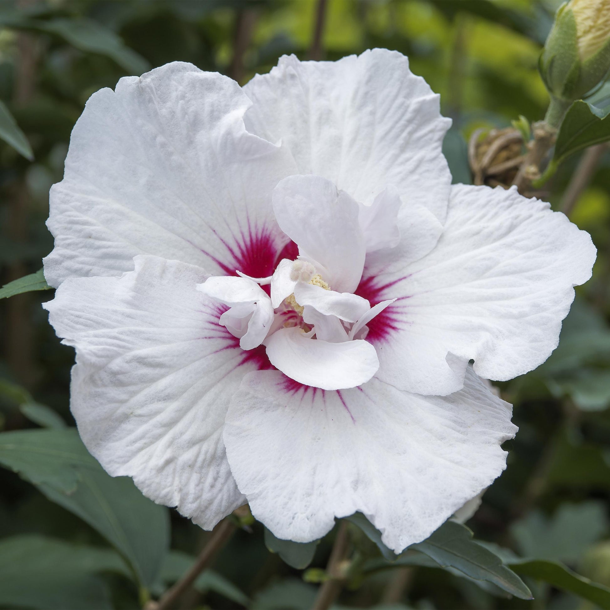 Greenboutiq - Gartenpflanze - Hibiscus Syriacus Starburst Chiffon® - Stamm-Pflanze - Terrassenpflanze - Laubabwerfend - Wenig Pflege - Topf 19Cm Höhe 90Cm
