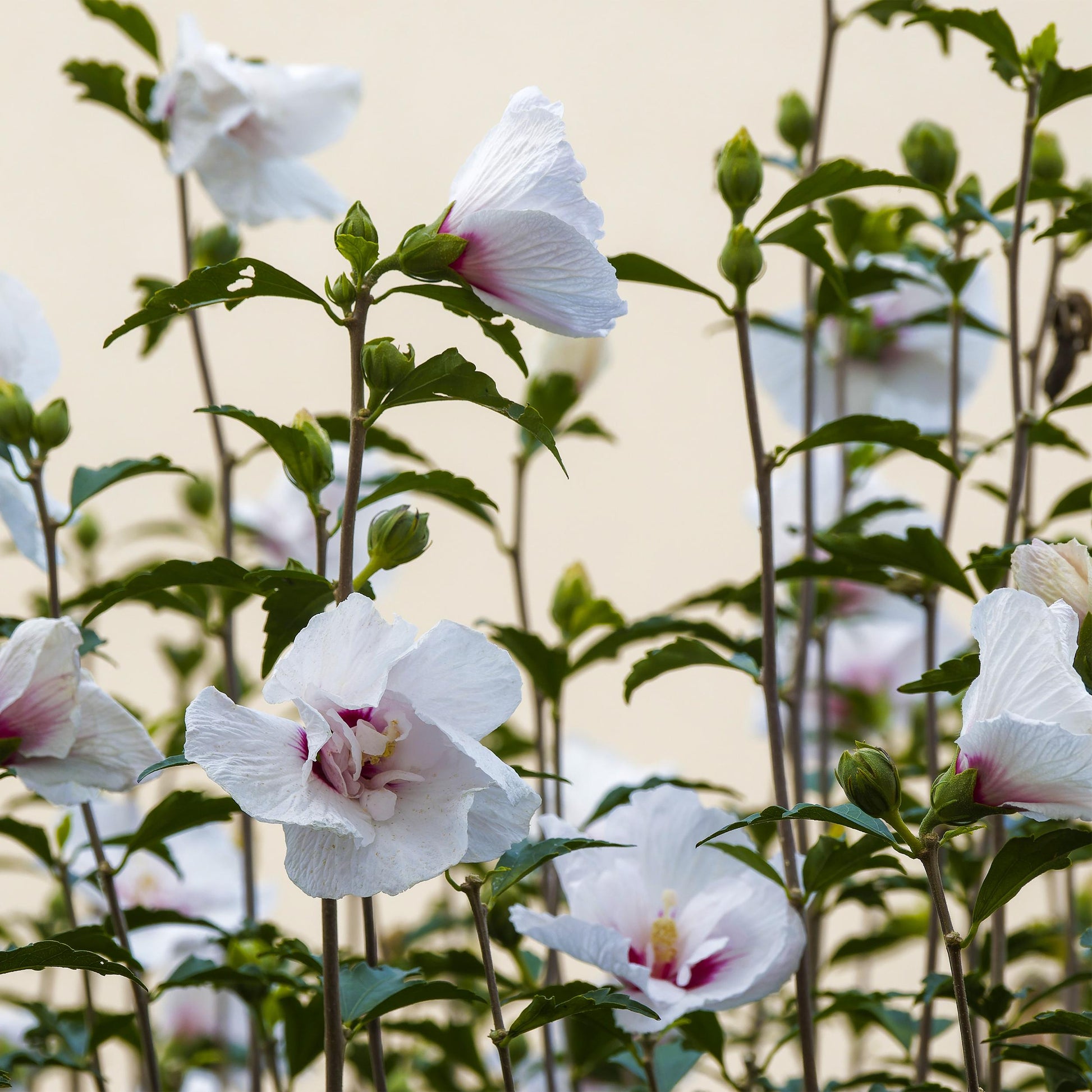 Greenboutiq - Gartenpflanze - Hibiscus Syriacus Starburst Chiffon® - Stamm-Pflanze - Terrassenpflanze - Laubabwerfend - Wenig Pflege - Topf 19Cm Höhe 90Cm