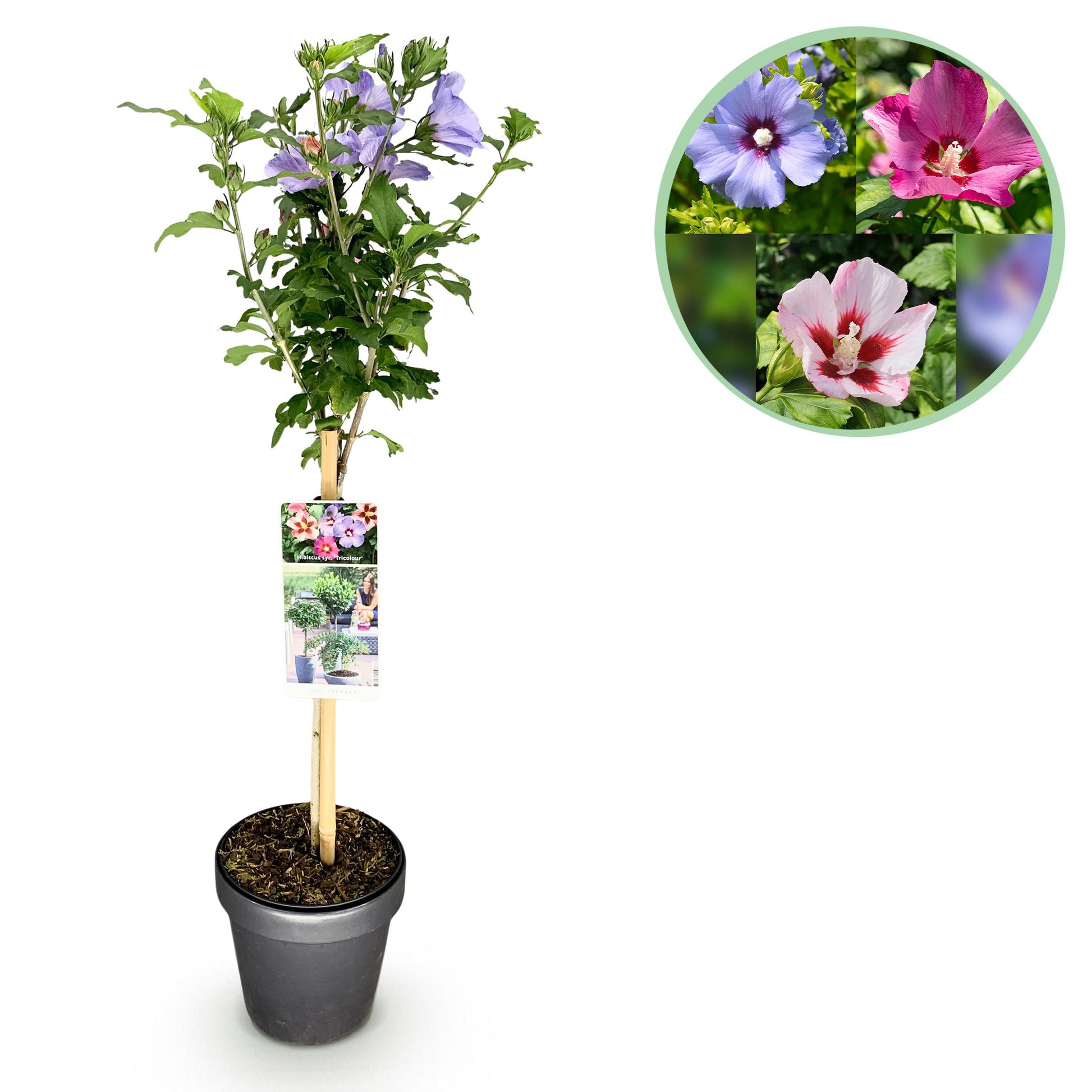 Greenboutiq - Stamm-Pflanze - Hibiscus Syriacus Tricolour - Terrasse Pflanze - Laubabwerfend - Winterhart - Weiße, Rosa, Violette Blüte - Topf 19Cm Höhe 90Cm