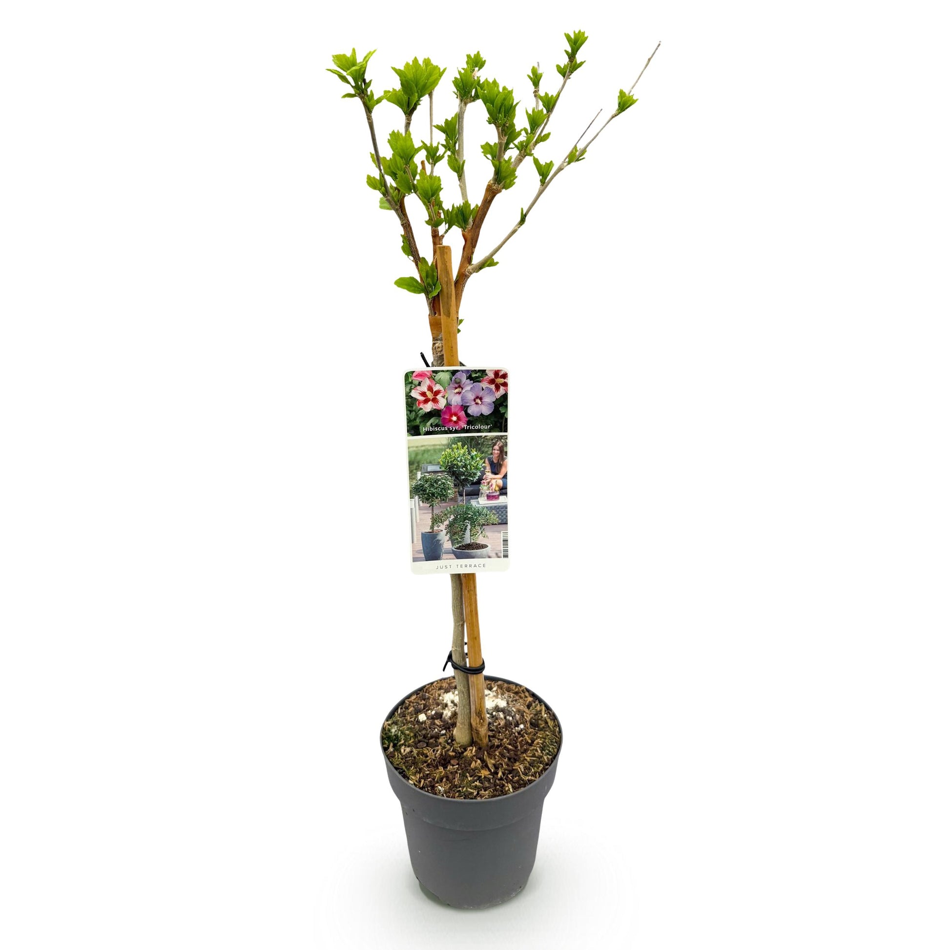 Greenboutiq - Stamm-Pflanze - Hibiscus Syriacus Tricolour - Terrasse Pflanze - Laubabwerfend - Winterhart - Weiße, Rosa, Violette Blüte - Topf 19Cm Höhe 90Cm