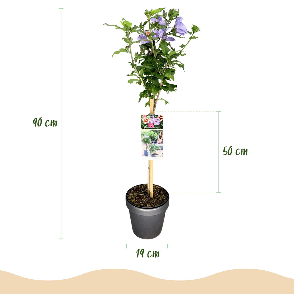 Greenboutiq - Stamm-Pflanze - Hibiscus Syriacus Tricolour - Terrasse Pflanze - Laubabwerfend - Winterhart - Weiße, Rosa, Violette Blüte - Topf 19Cm Höhe 90Cm