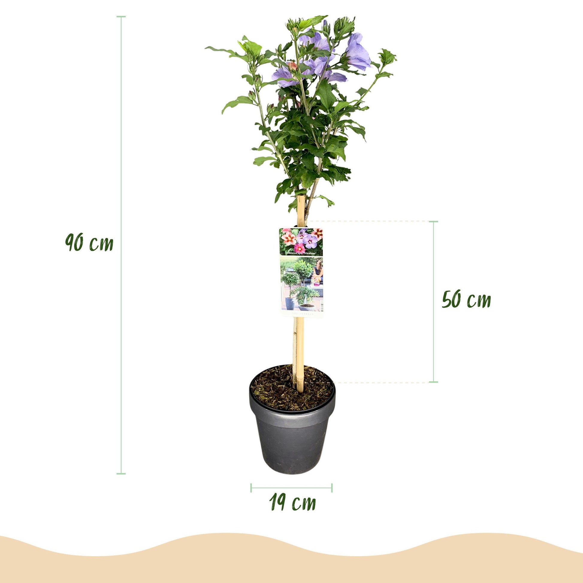 Greenboutiq - Stamm-Pflanze - Hibiscus Syriacus Tricolour - Terrasse Pflanze - Laubabwerfend - Winterhart - Weiße, Rosa, Violette Blüte - Topf 19Cm Höhe 90Cm