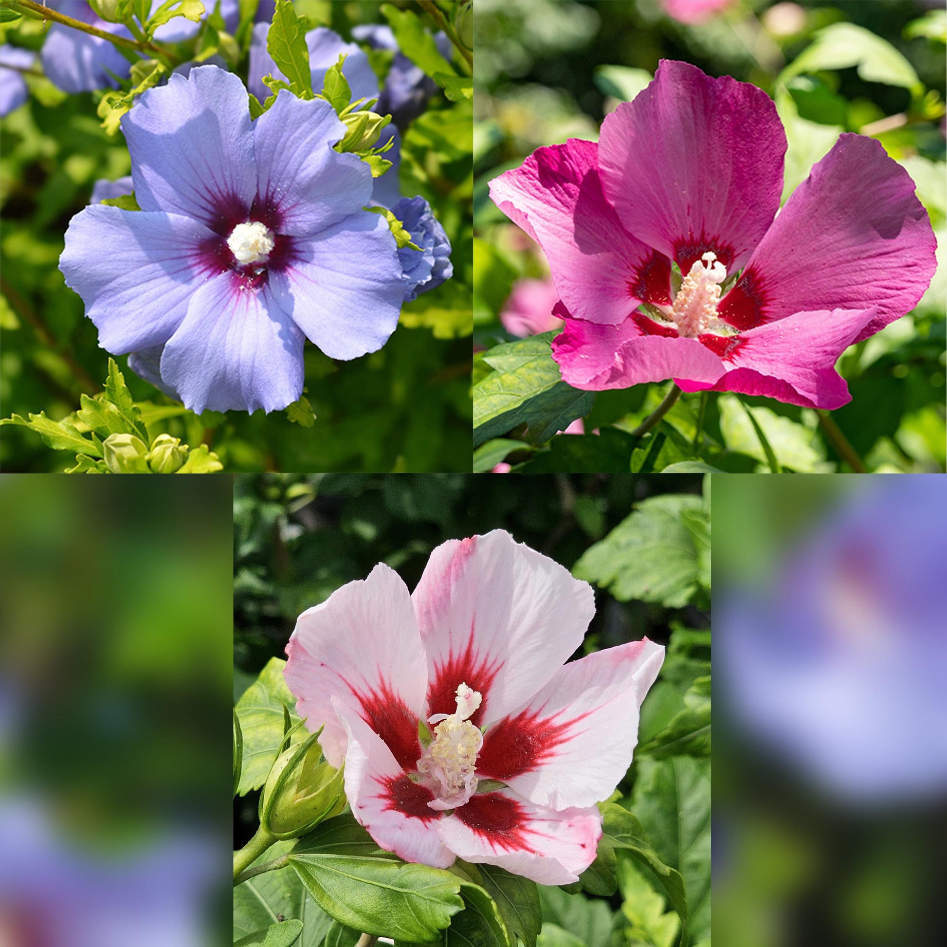 Greenboutiq - Stamm-Pflanze - Hibiscus Syriacus Tricolour - Terrasse Pflanze - Laubabwerfend - Winterhart - Weiße, Rosa, Violette Blüte - Topf 19Cm Höhe 90Cm