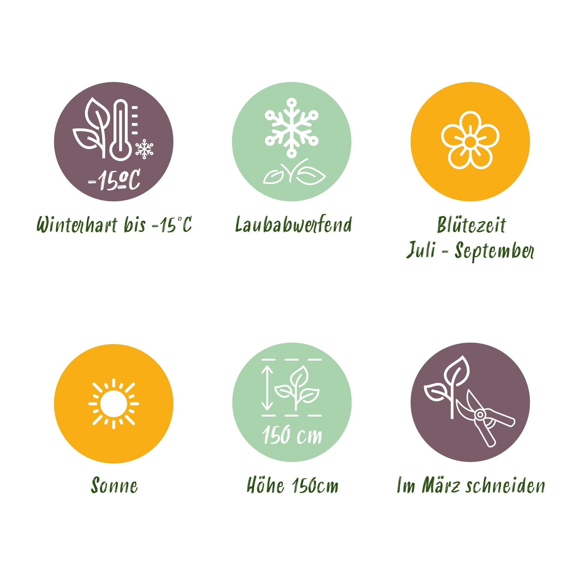 Greenboutiq - Stamm-Pflanze - Hibiscus Syriacus Tricolour - Terrasse Pflanze - Laubabwerfend - Winterhart - Weiße, Rosa, Violette Blüte - Topf 19Cm Höhe 90Cm